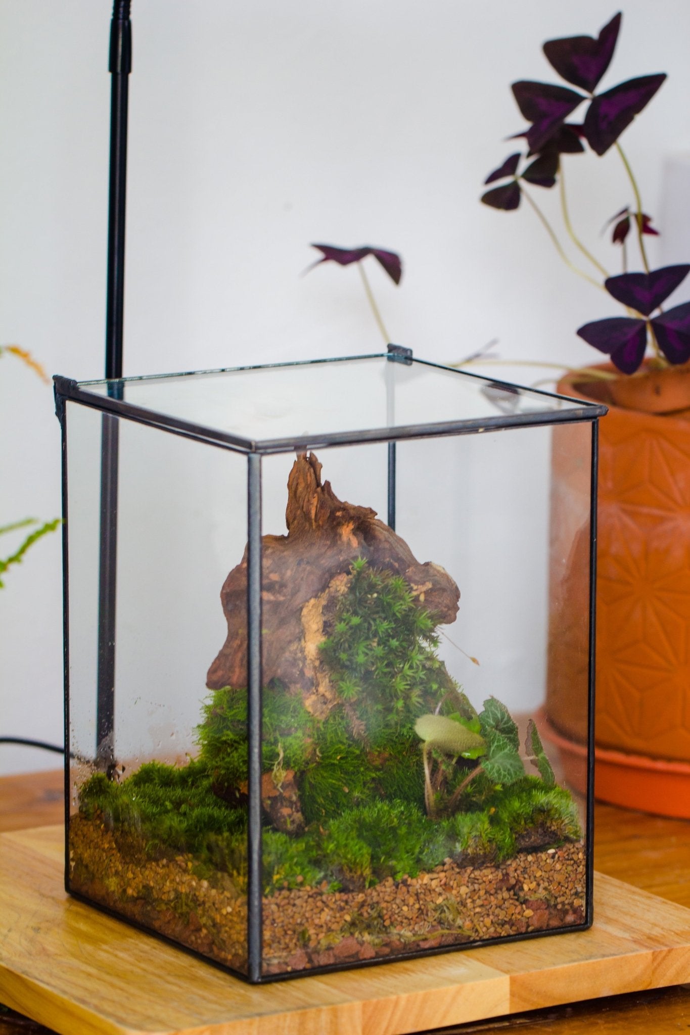 Basic Terrarium NCYP Basic Rectangle Close Geometric Glass Tin Terrarium, Planter ...