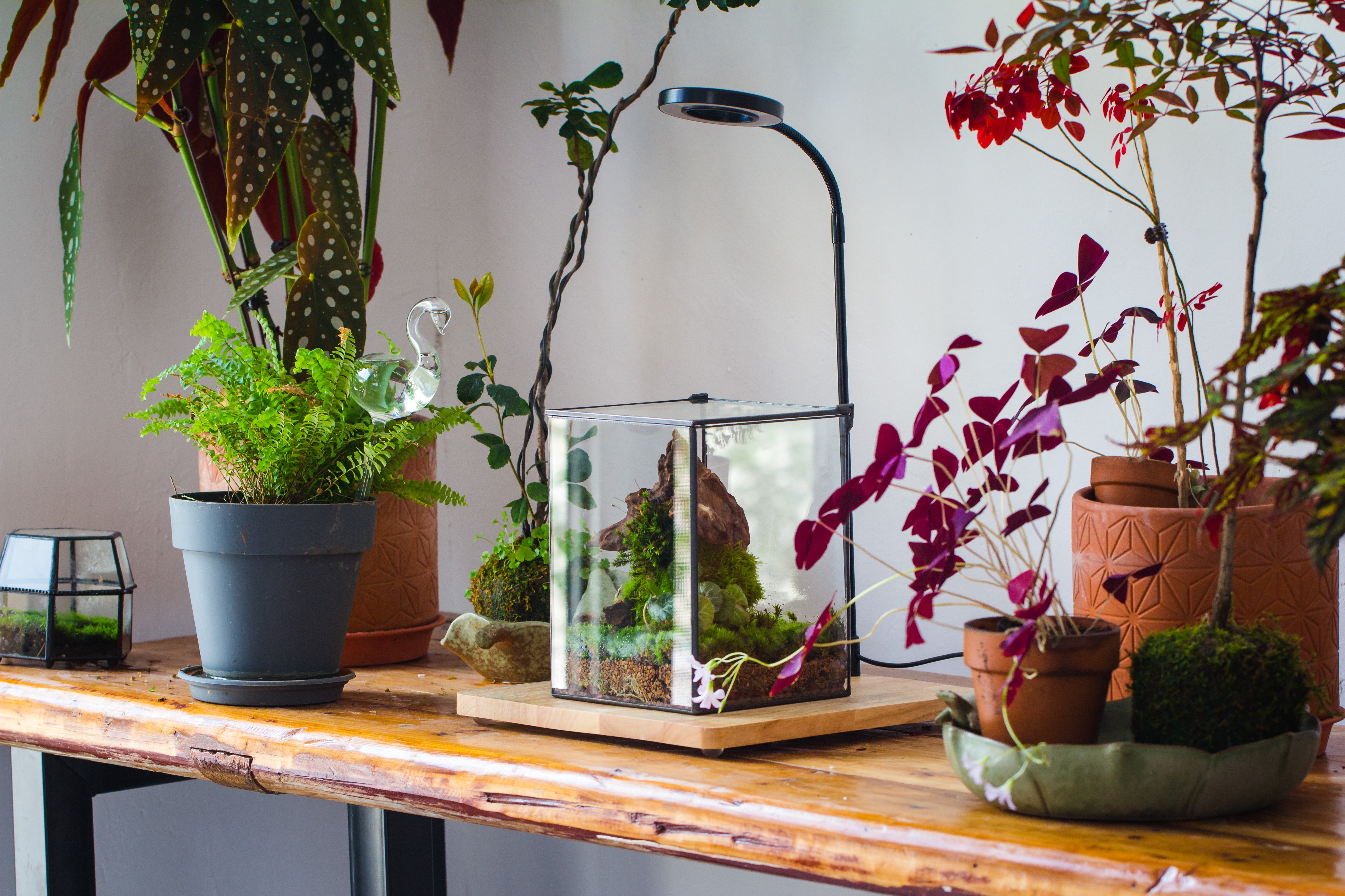 NCYP Basic Rectangle Close Geometric Glass Tin Terrarium, Planter  Multiple Size for Moss Wall, Fern, Landscape multiple size, No plants - NCYPgarden