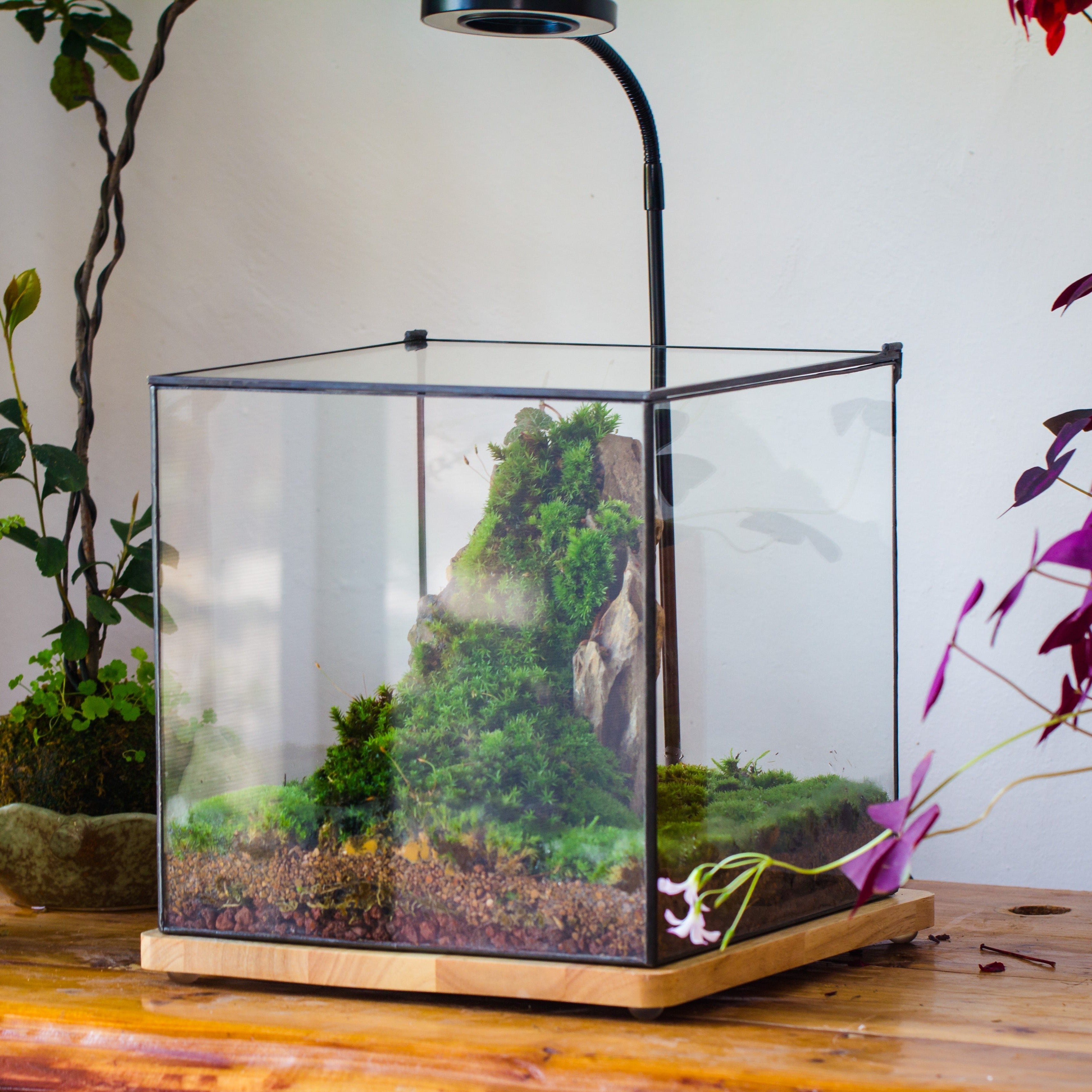 Basic Terrarium NCYP Basic Rectangle Close Geometric Glass Tin Terrarium, Planter Mult ...