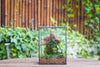 NCYP Basic Rectangle Close Geometric Glass Tin Terrarium, Planter  Multiple Size for Moss Wall, Fern, Landscape multiple size, No plants - NCYPgarden