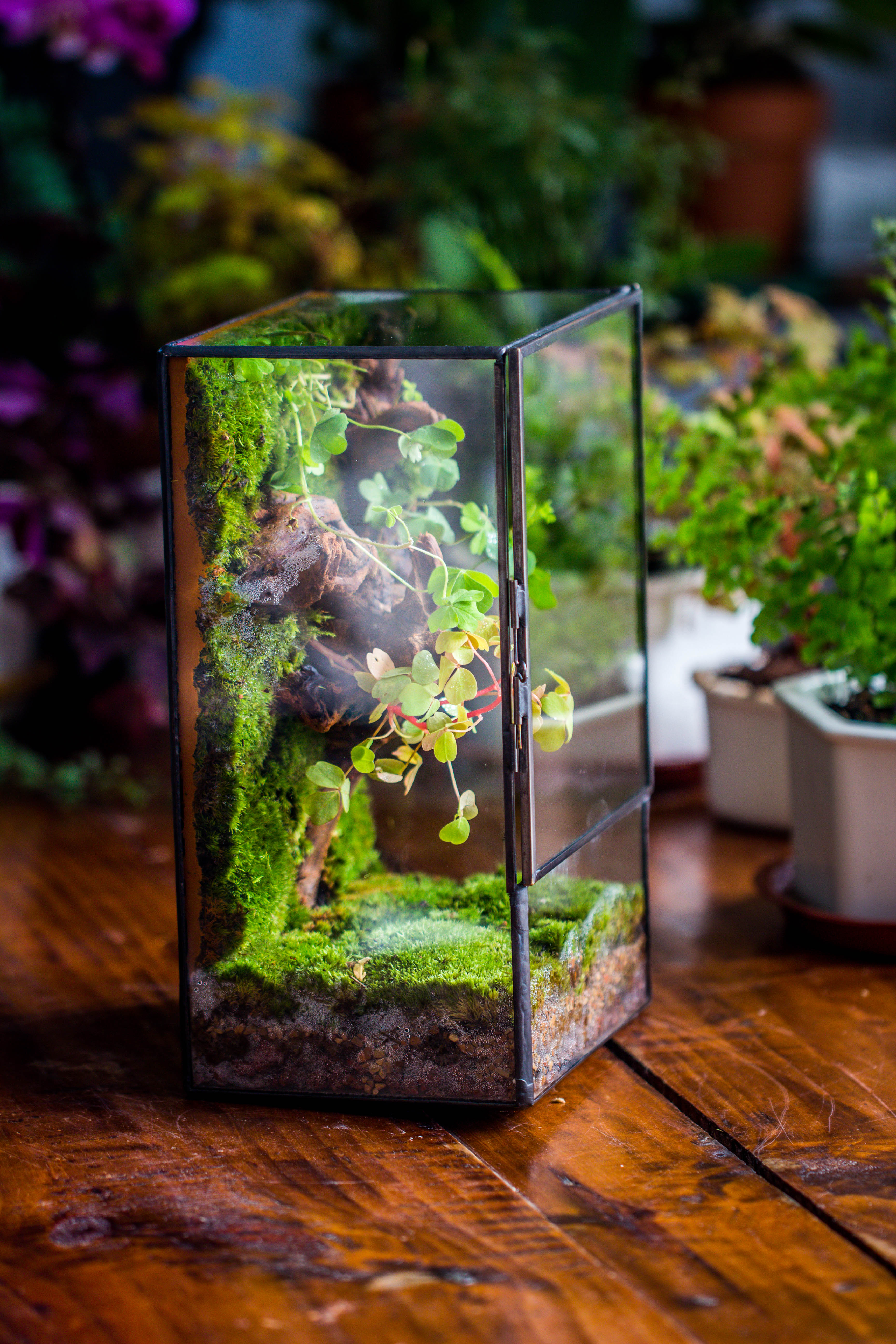 Geometric Glass Terrarium with Door - Moss Wall Planter – NCYPgarden