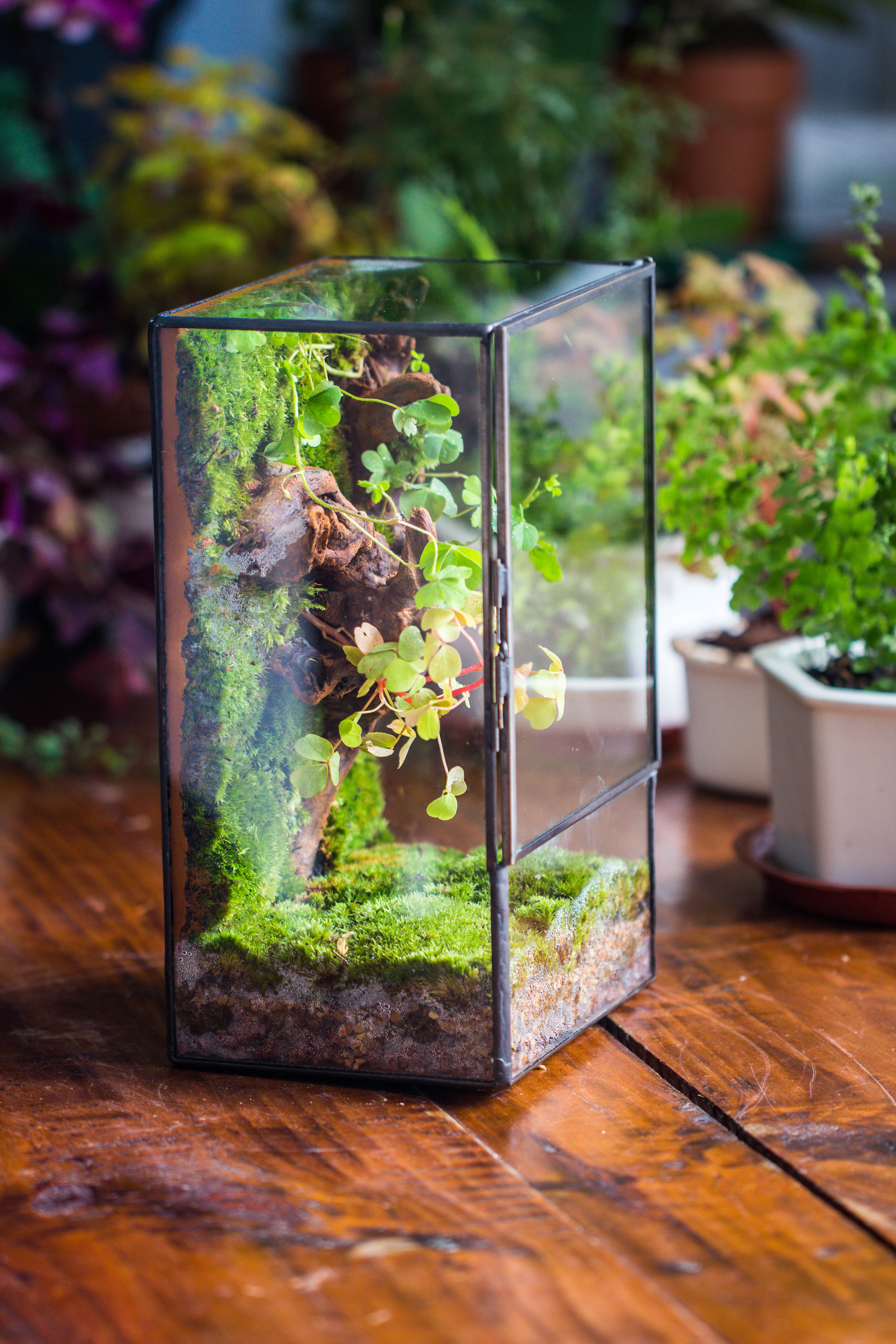 Geometric Glass Terrarium with Door - Moss Wall Planter – NCYPgarden