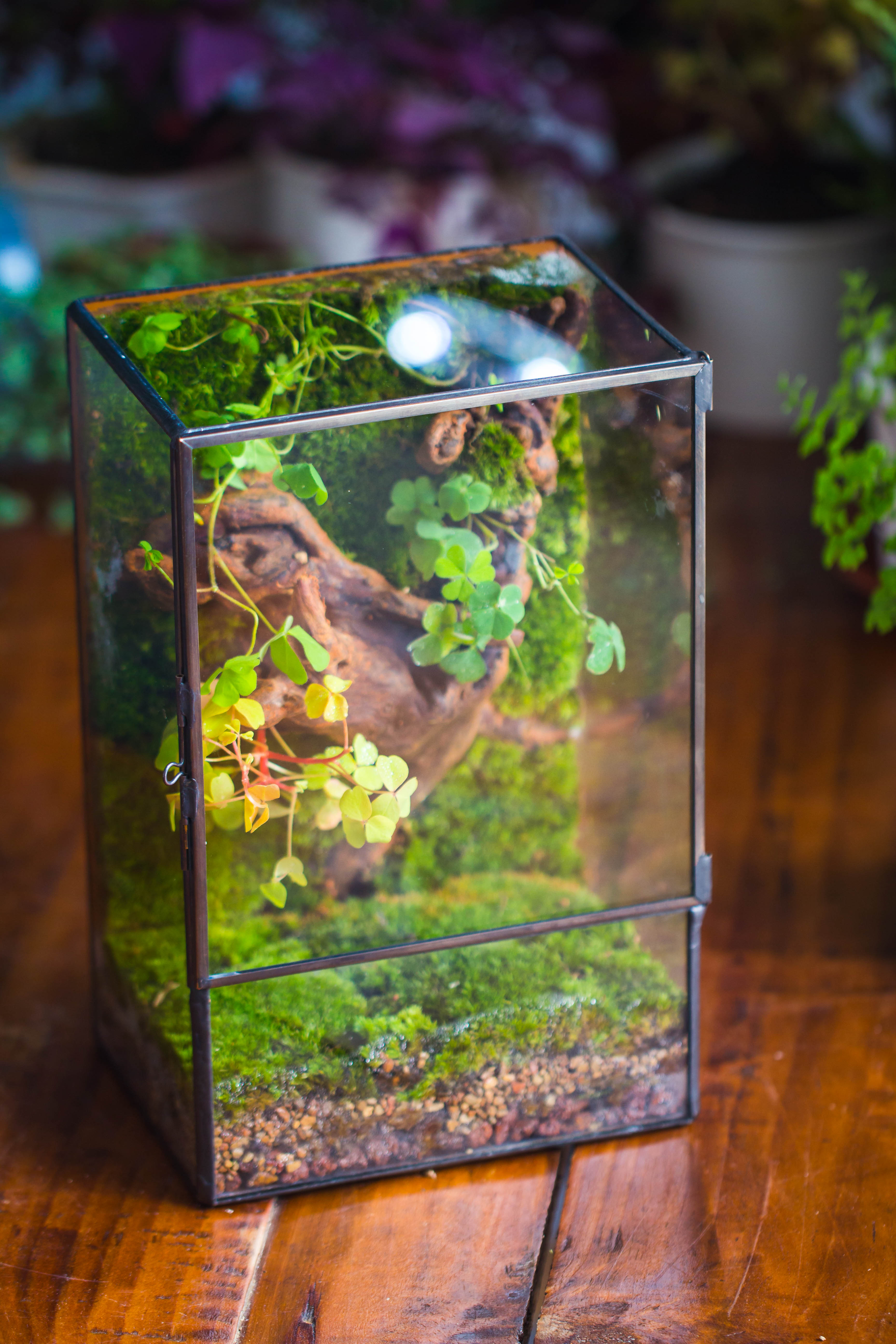 Geometric Glass Terrarium with Door - Moss Wall Planter – NCYPgarden