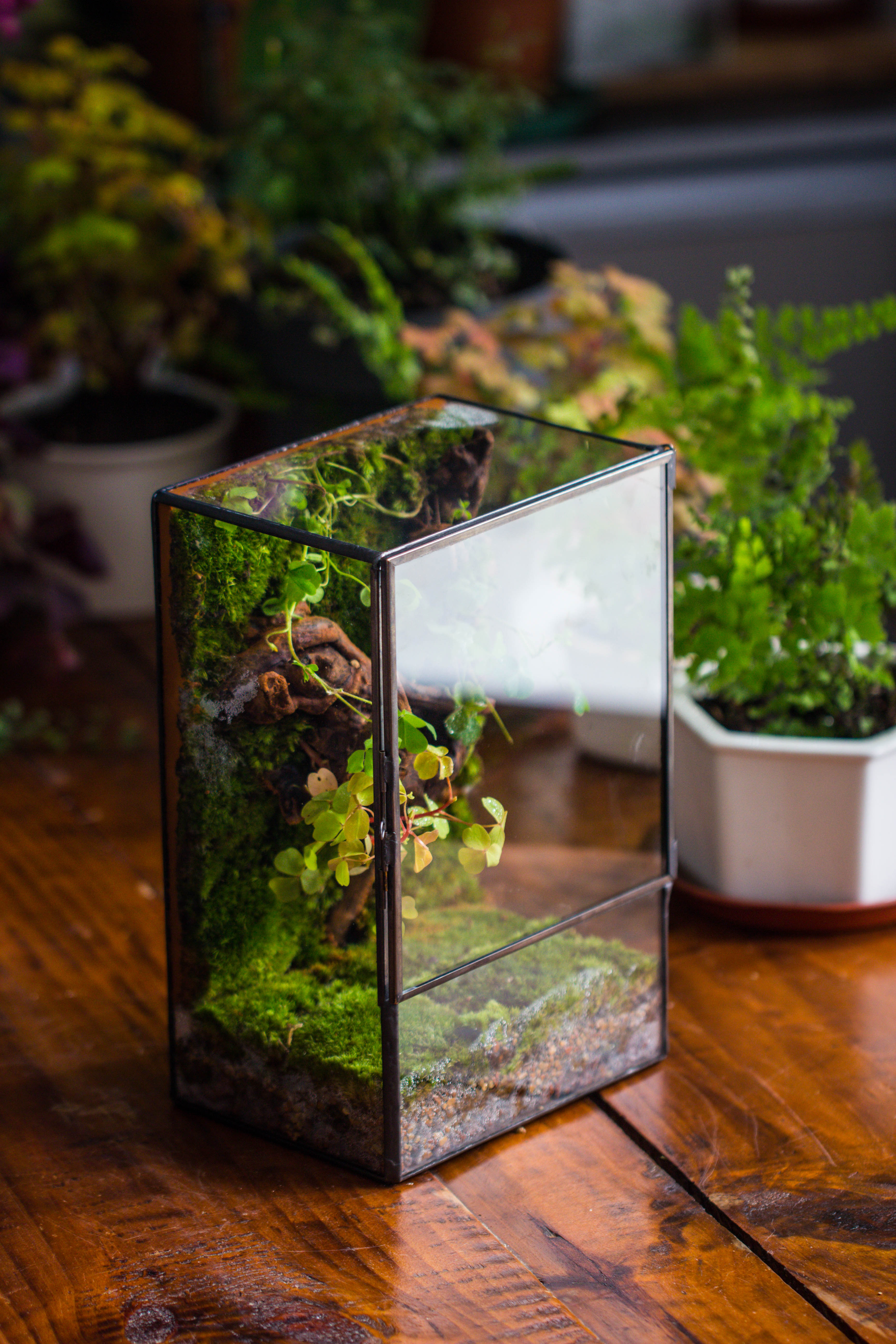 glass succulent wall planter Geometric Glass Terrarium with Door
