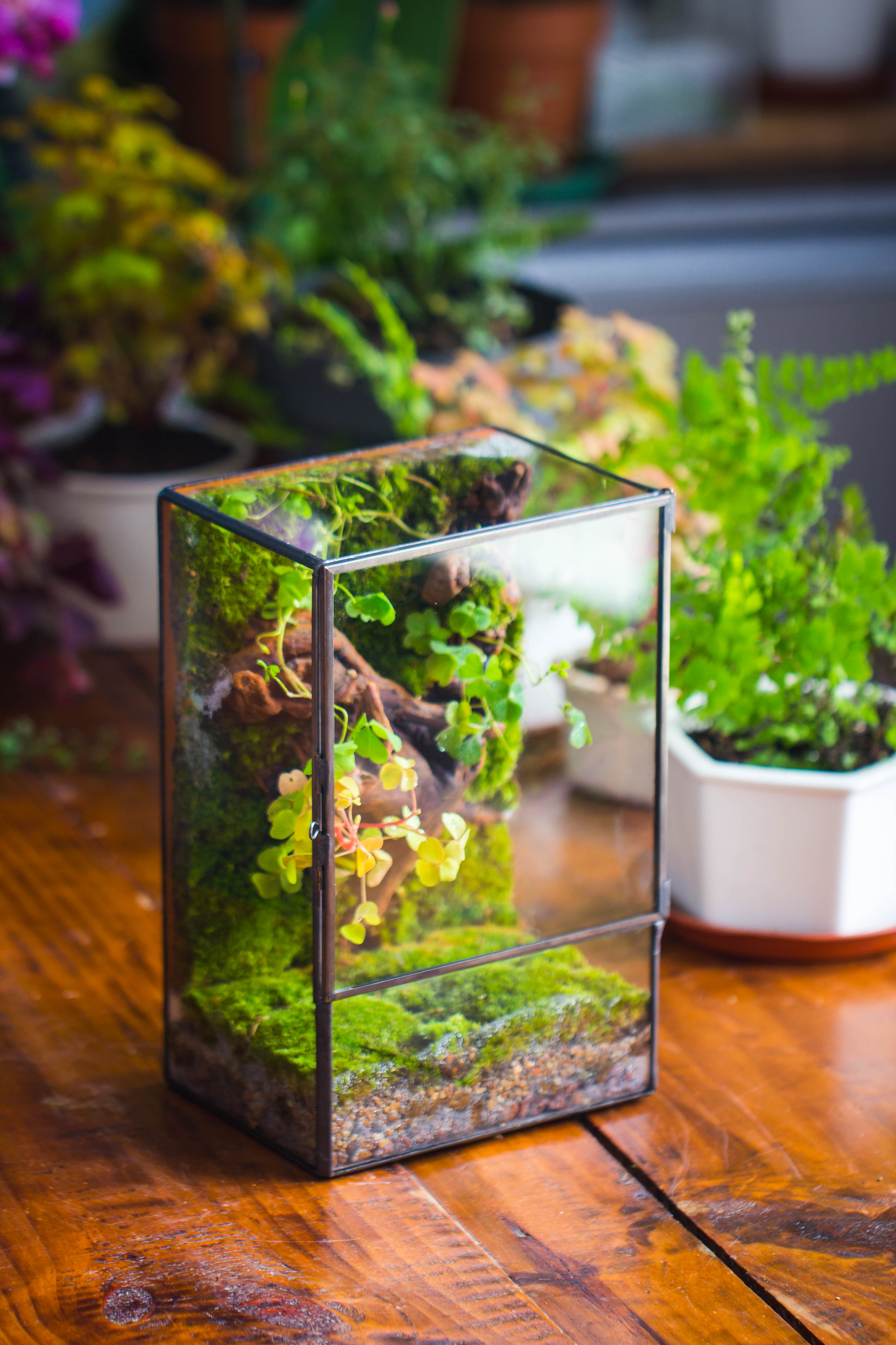 wall terrarium planter NCYP Close Geometric Glass Terrarium with Door, Tin Sealed Rectangle Tall Moss wall Planter for Moss Wall, Fern, Landscape multiple size