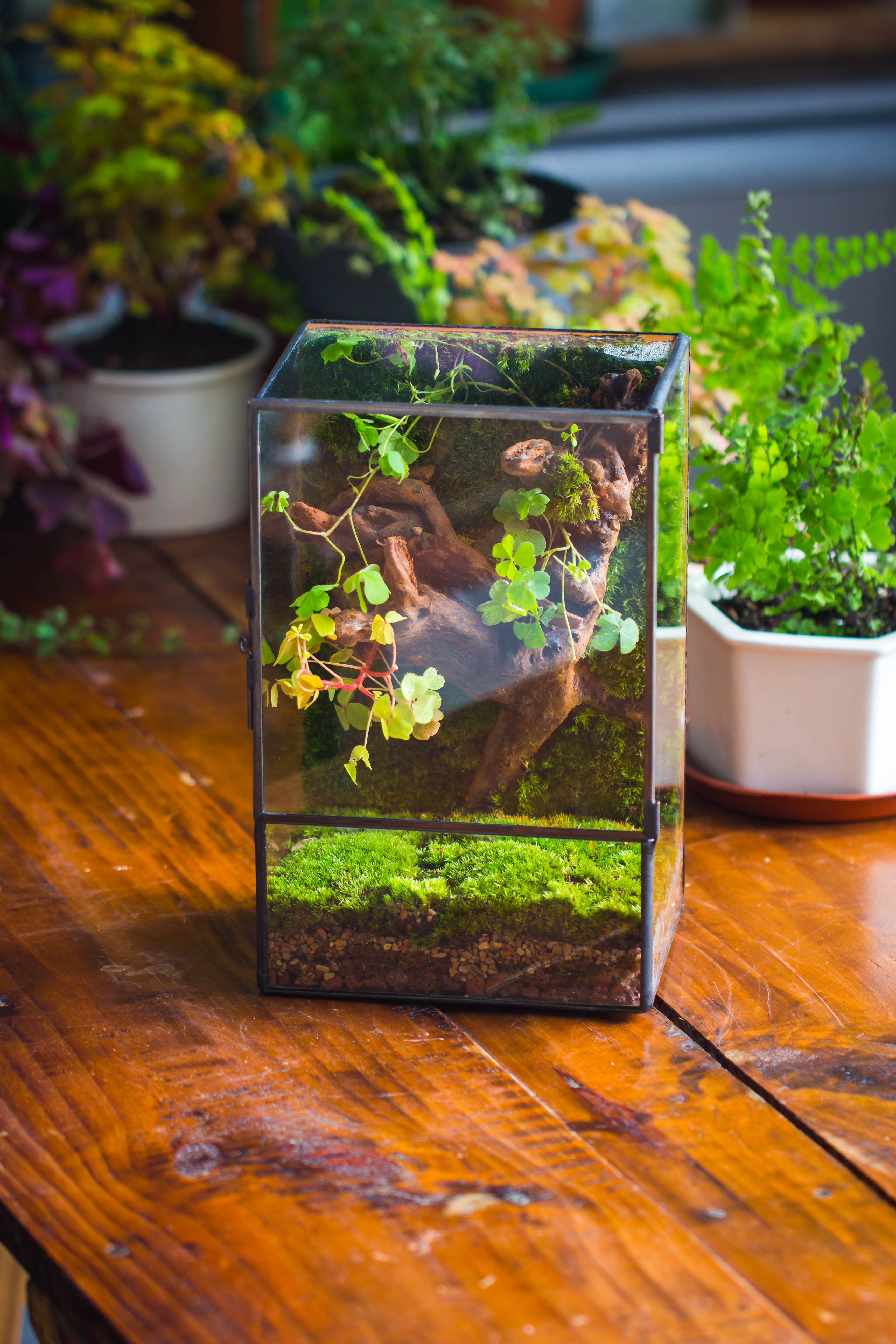 Geometric Glass Terrarium with Door - Moss Wall Planter – NCYPgarden
