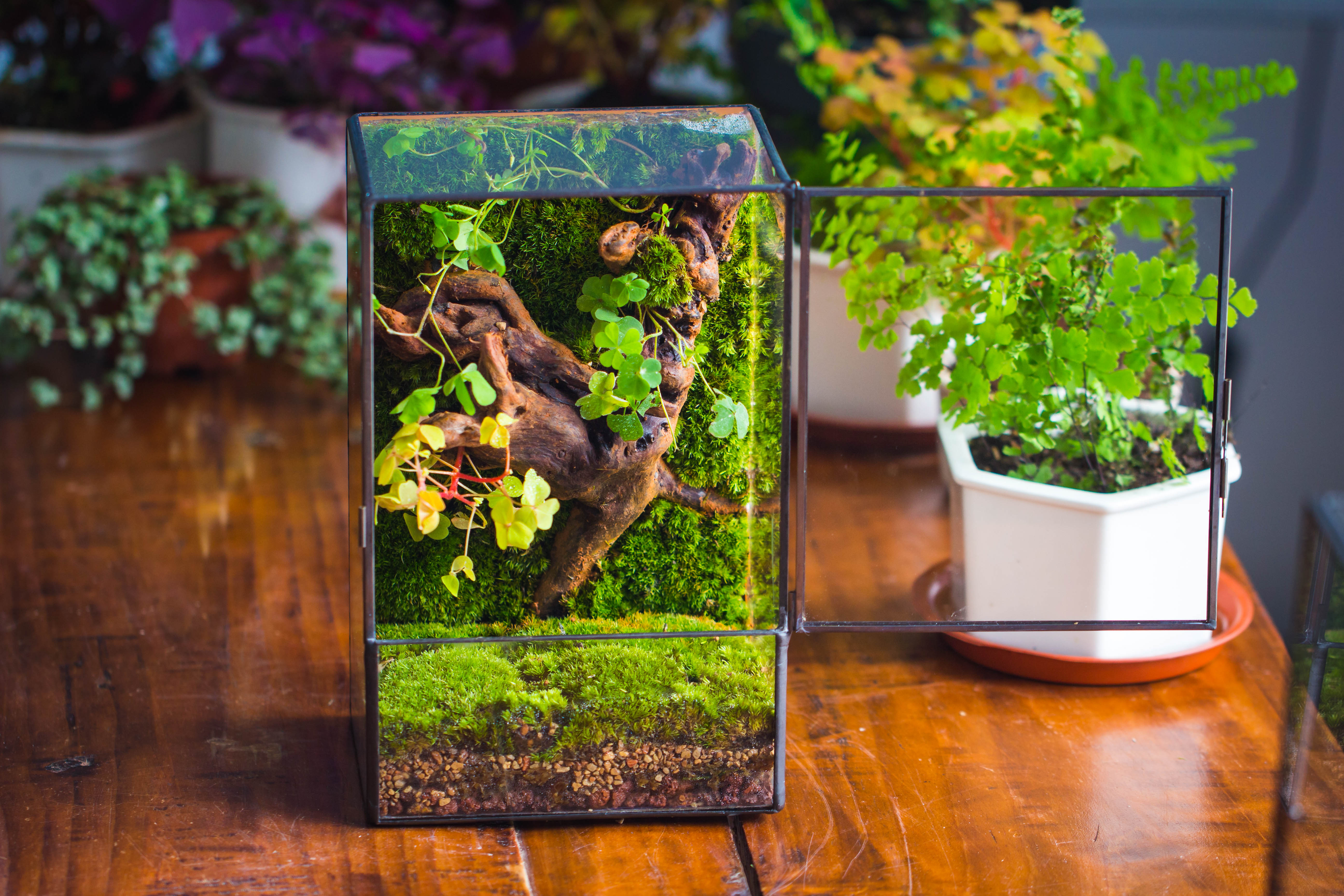 Geometric Glass Terrarium with Door - Moss Wall Planter – NCYPgarden