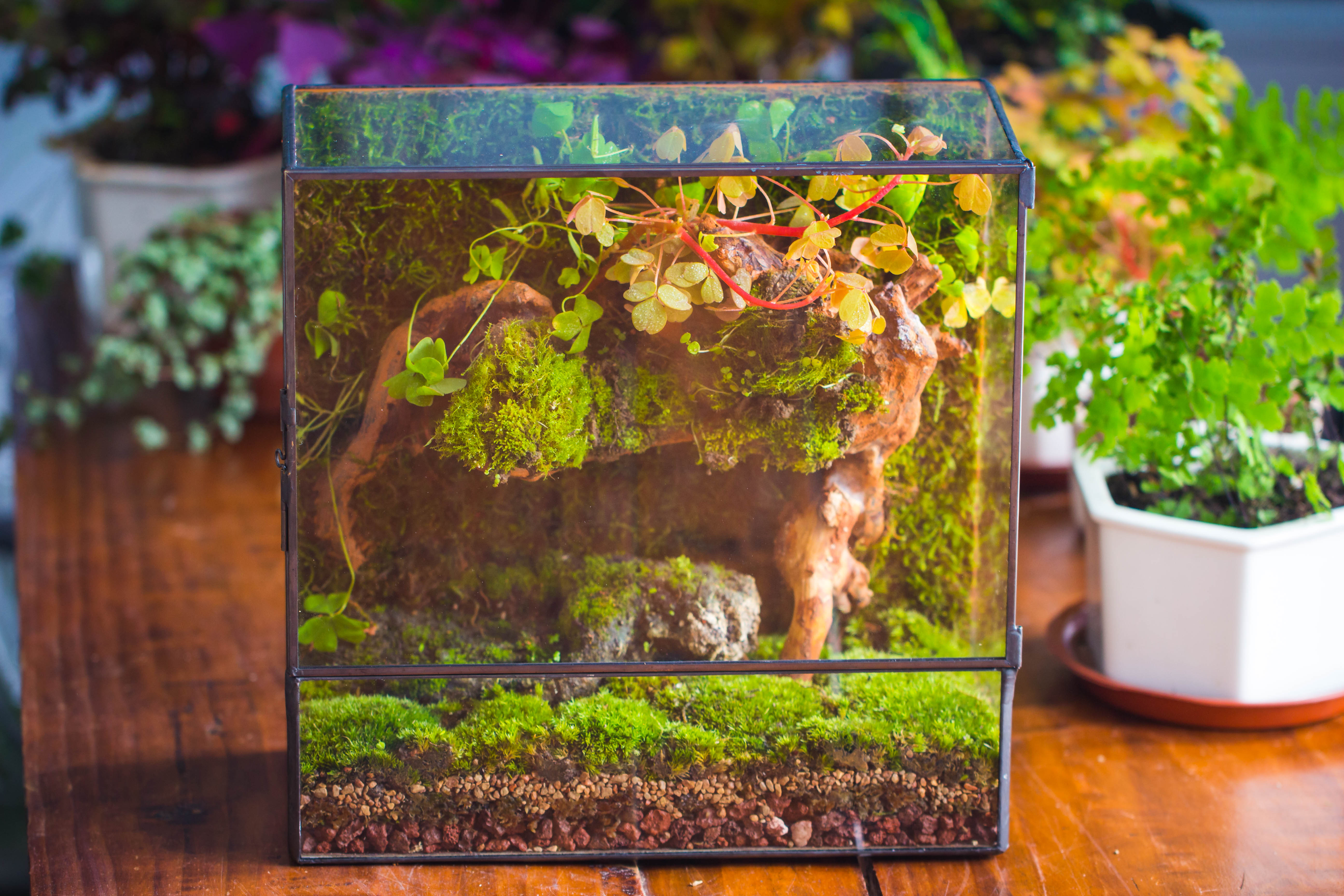 Geometric Glass Terrarium with Door - Moss Wall Planter – NCYPgarden