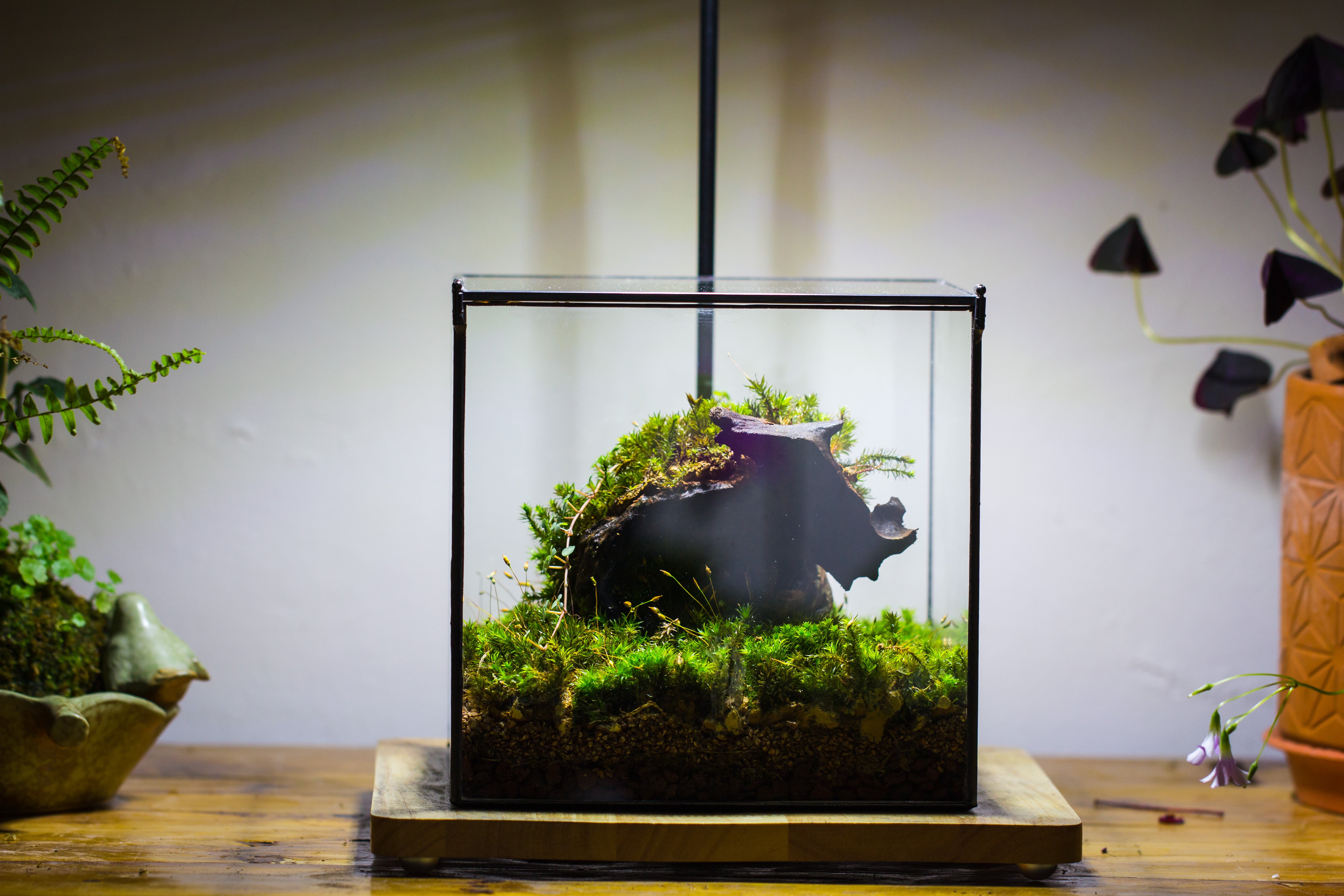 NCYP Basic Rectangle Close Geometric Glass Tin Terrarium, Planter  Multiple Size for Moss Wall, Fern, Landscape multiple size, No plants - NCYPgarden