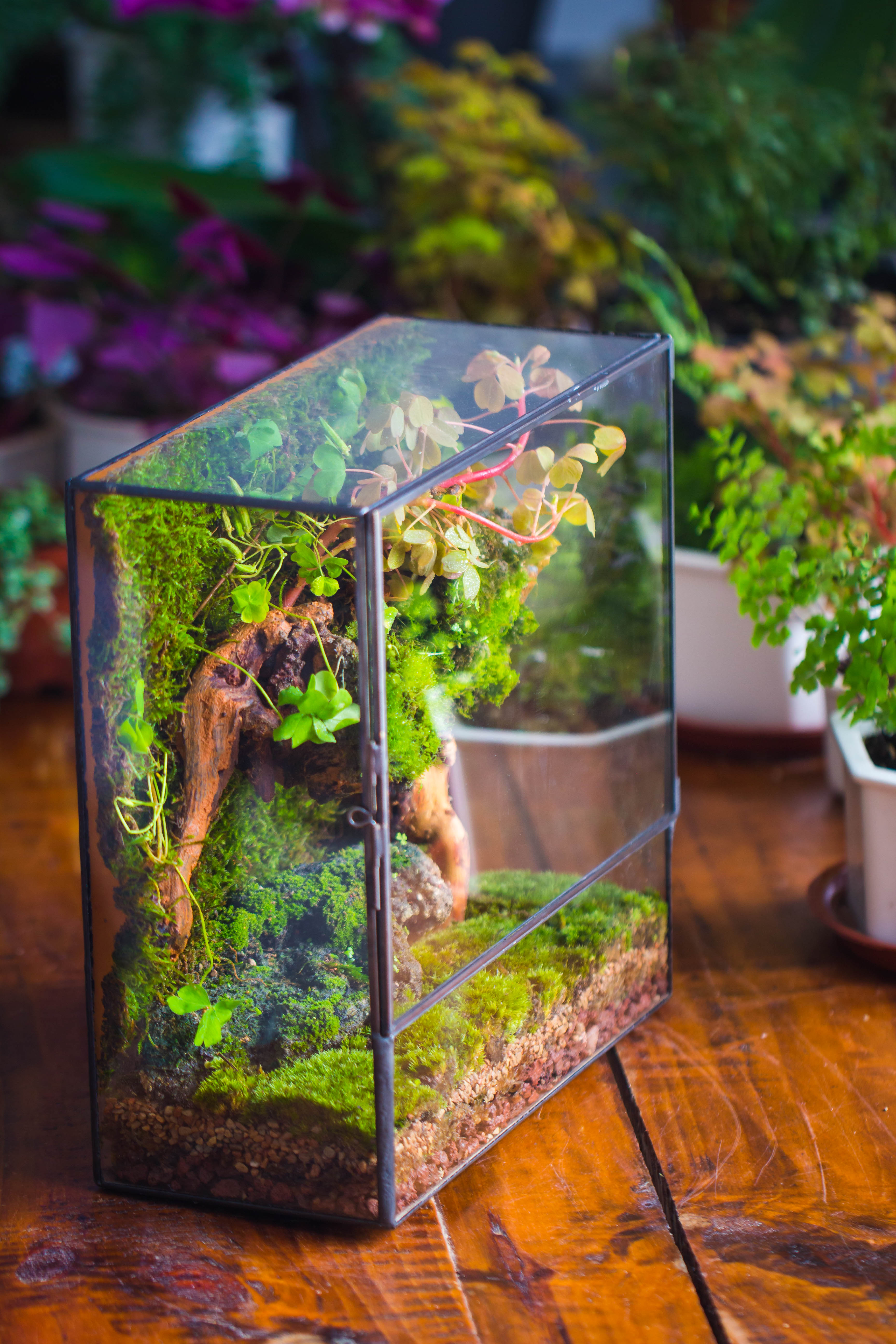 Geometric Glass Terrarium with Door - Moss Wall Planter – NCYPgarden