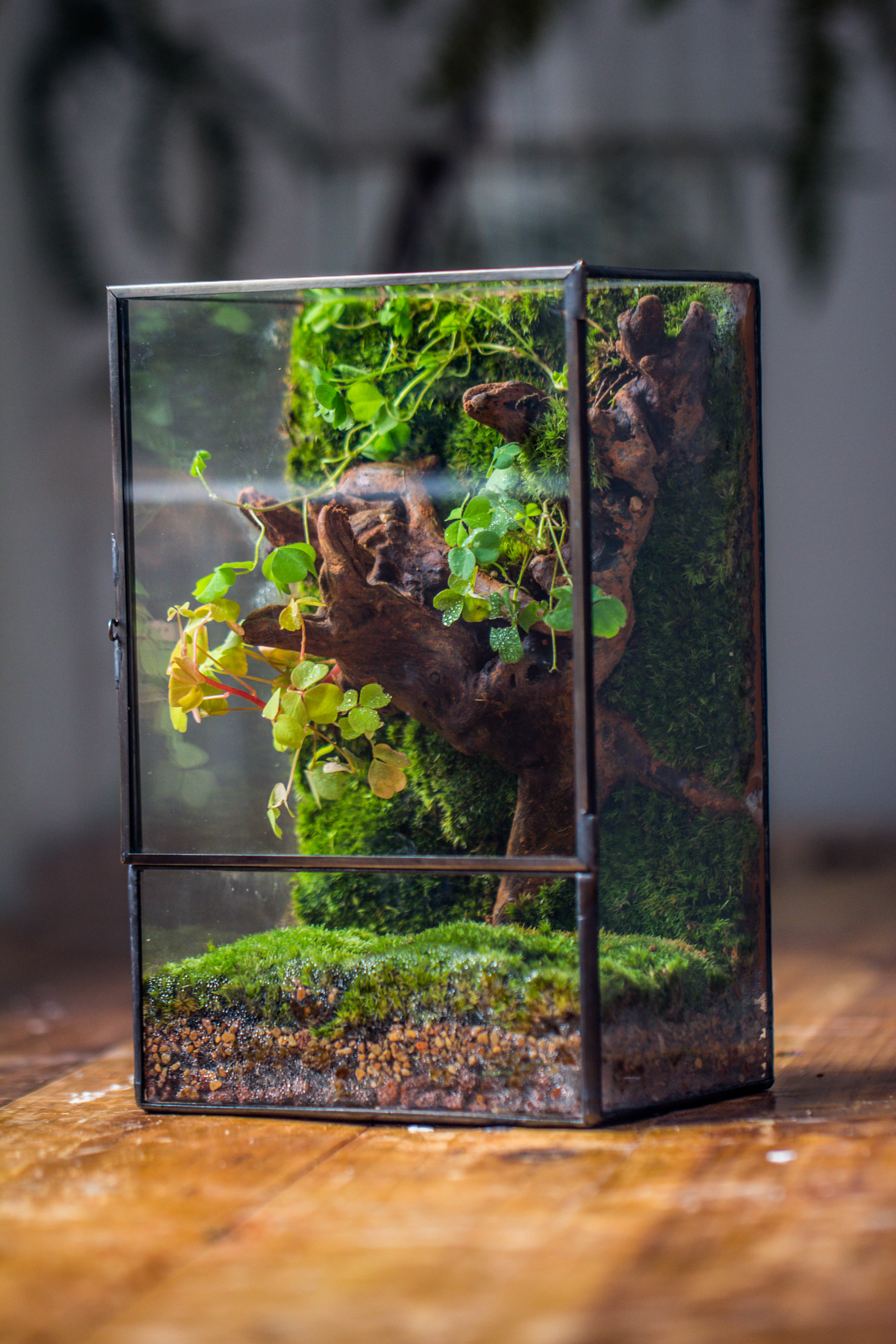 Geometric Glass Terrarium with Door - Moss Wall Planter – NCYPgarden