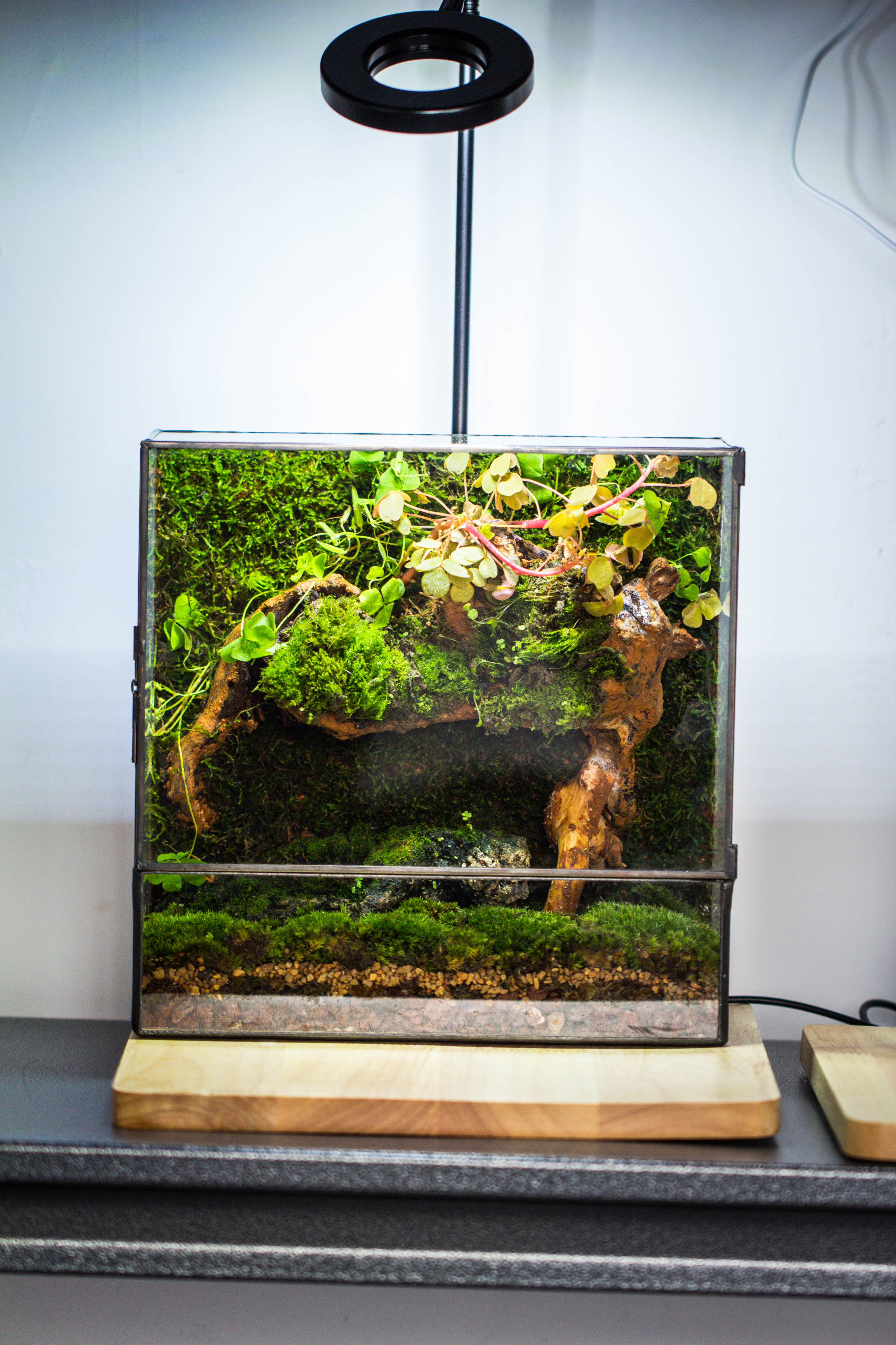 Geometric Glass Terrarium with Door - Moss Wall Planter – NCYPgarden