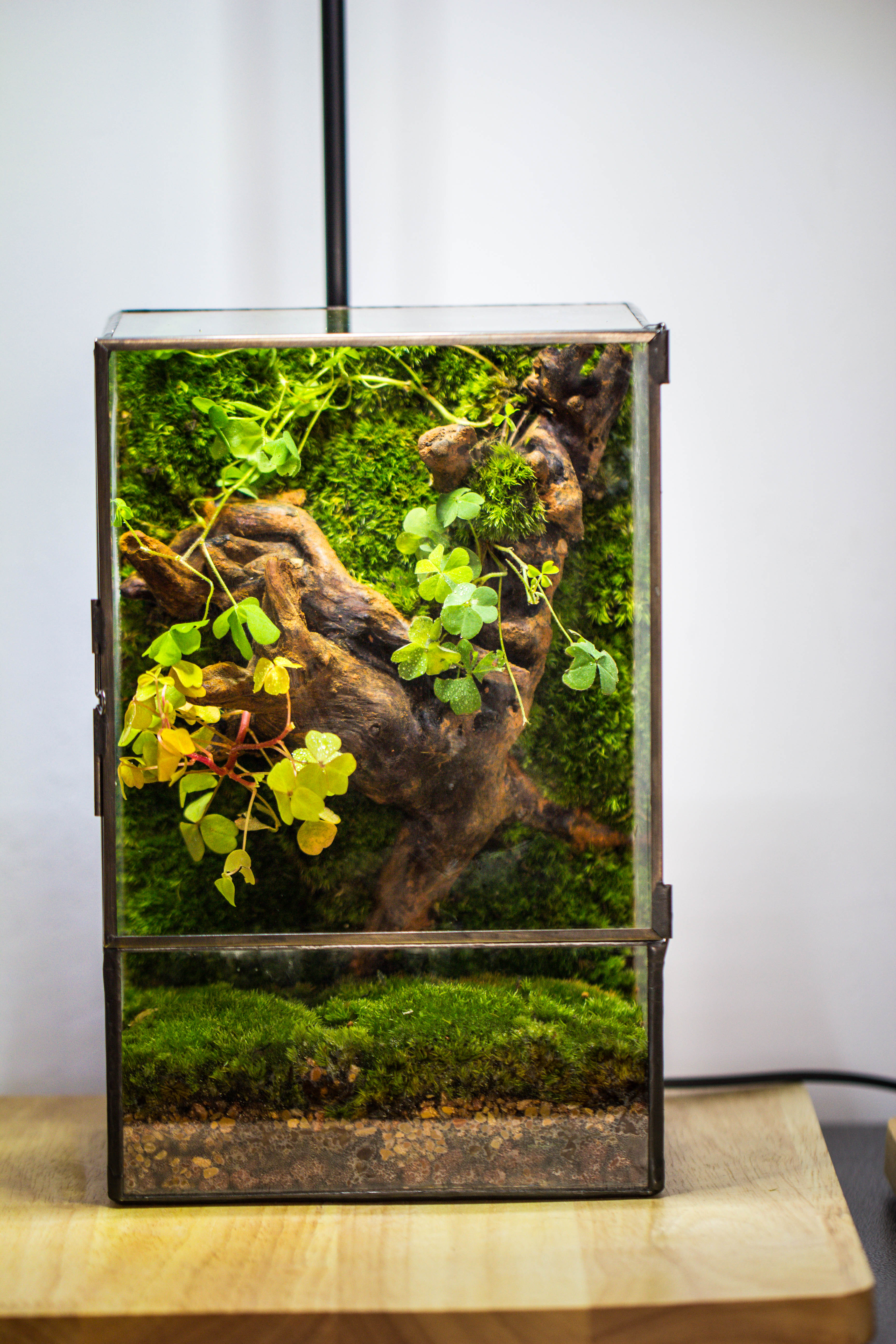 Geometric Glass Terrarium with Door - Moss Wall Planter – NCYPgarden