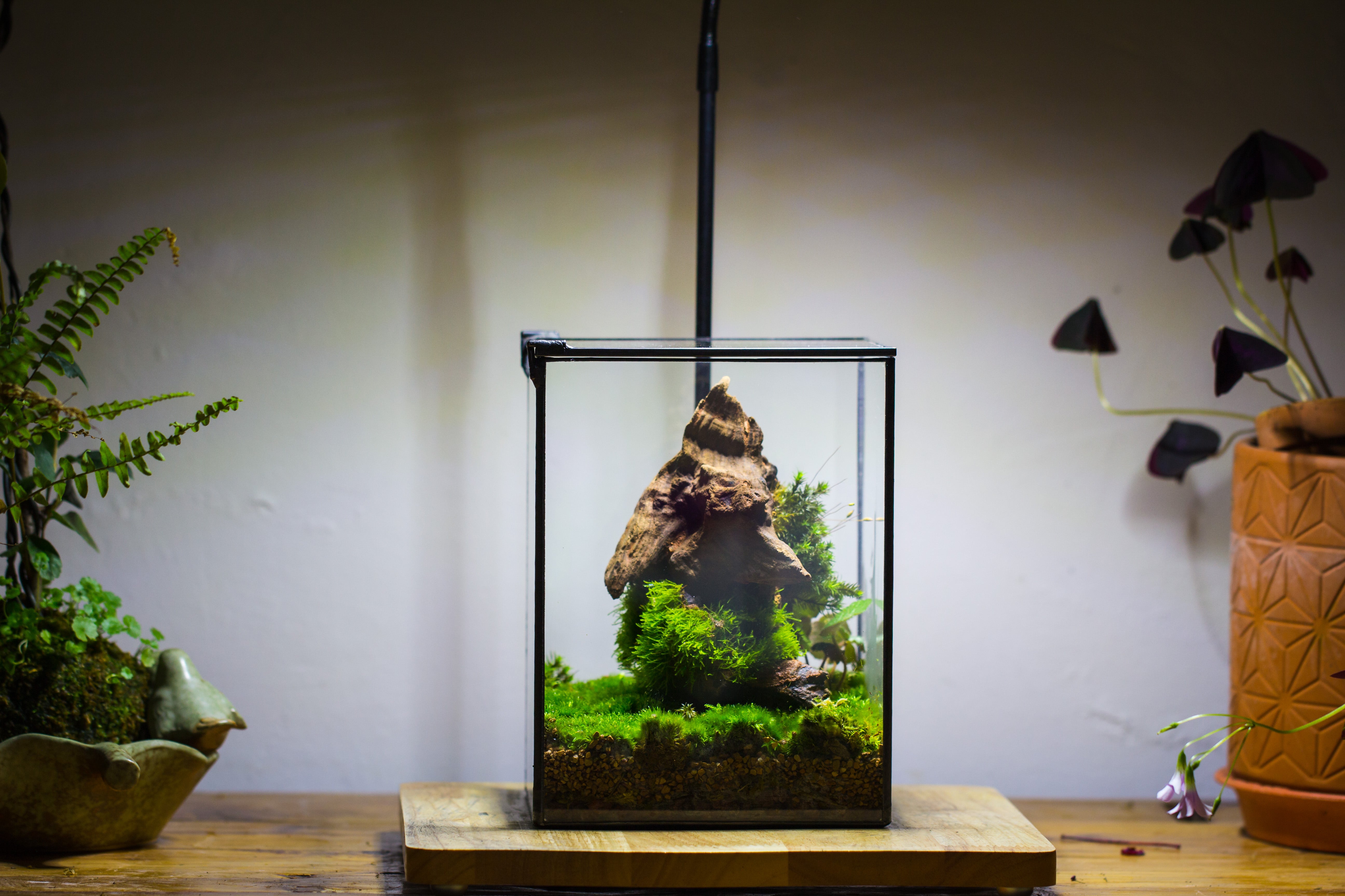 NCYP Basic Rectangle Close Geometric Glass Tin Terrarium, Planter  Multiple Size for Moss Wall, Fern, Landscape multiple size, No plants - NCYPgarden