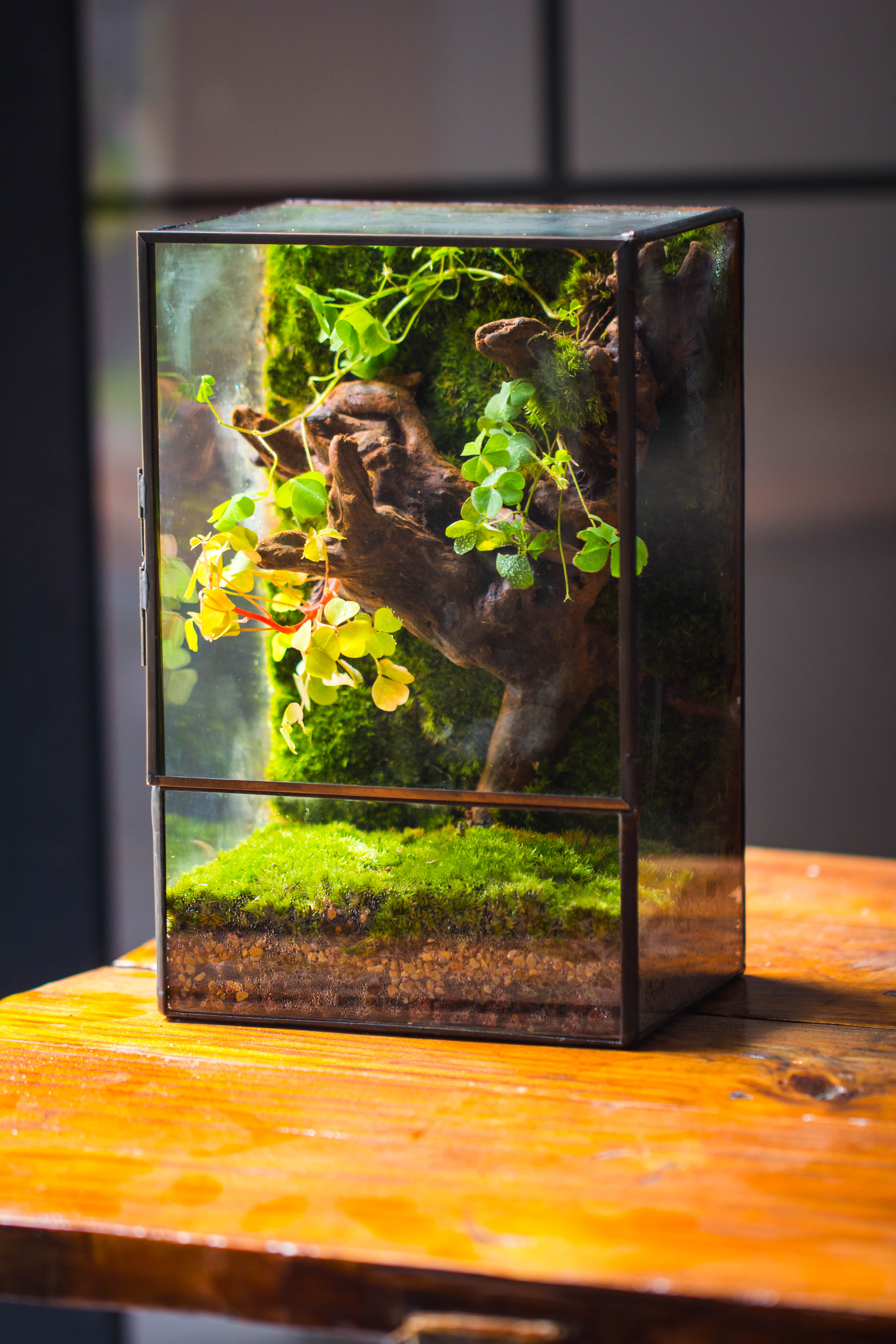 Geometric Glass Terrarium with Door - Moss Wall Planter – NCYPgarden