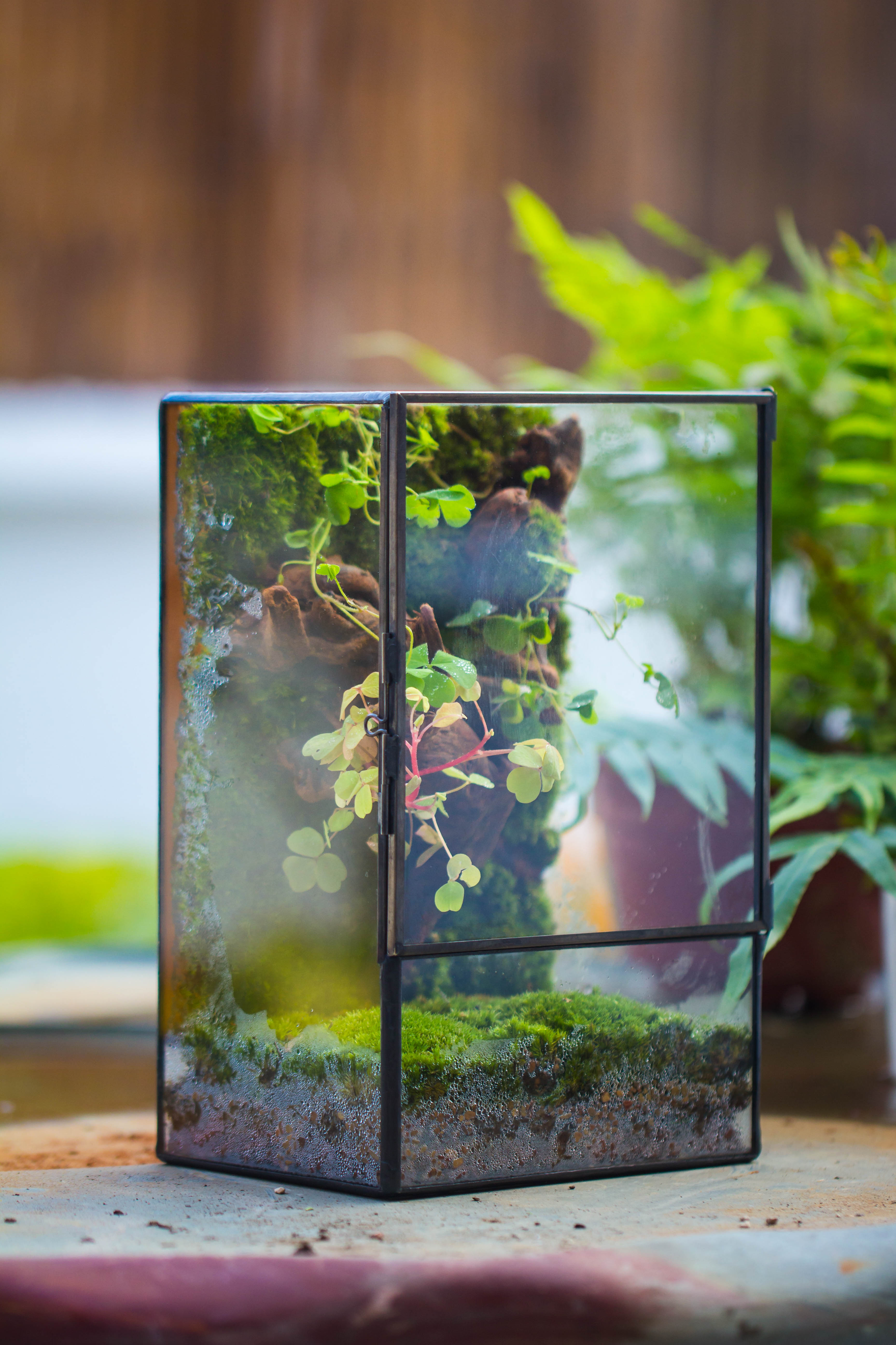 Geometric Glass Terrarium with Door - Moss Wall Planter – NCYPgarden