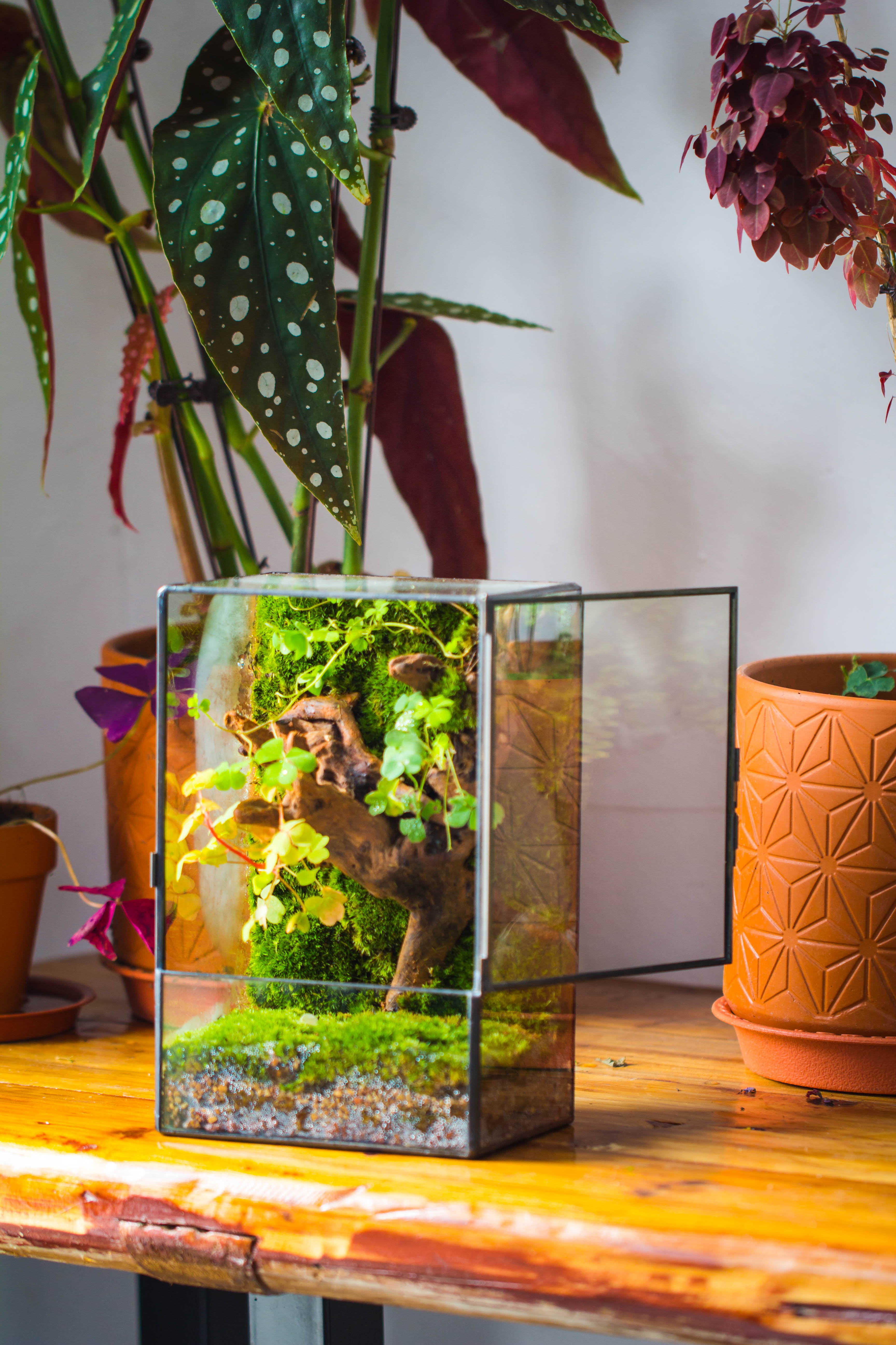 Geometric Glass Terrarium with Door - Moss Wall Planter – NCYPgarden