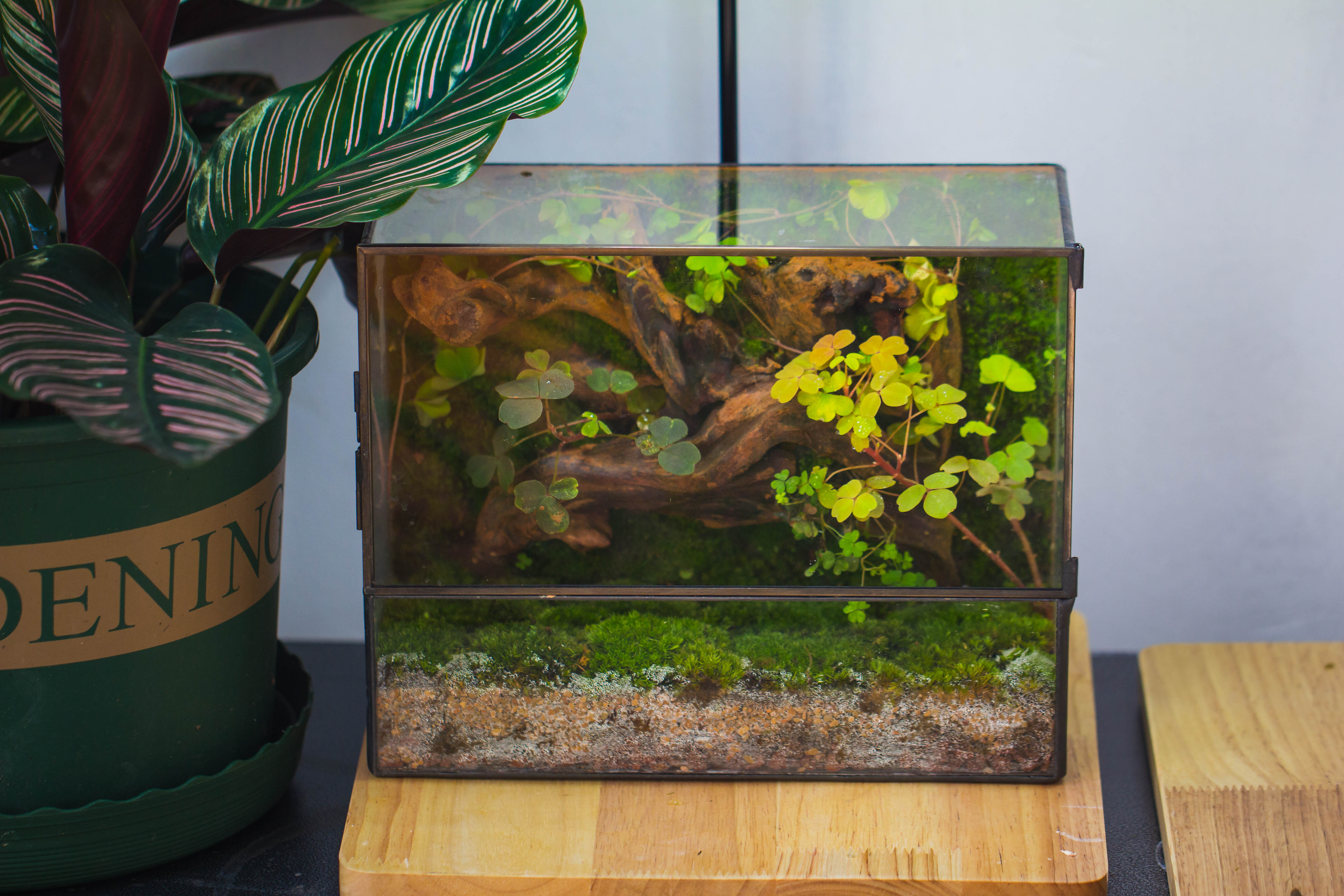 Geometric Glass Terrarium with Door - Moss Wall Planter – NCYPgarden