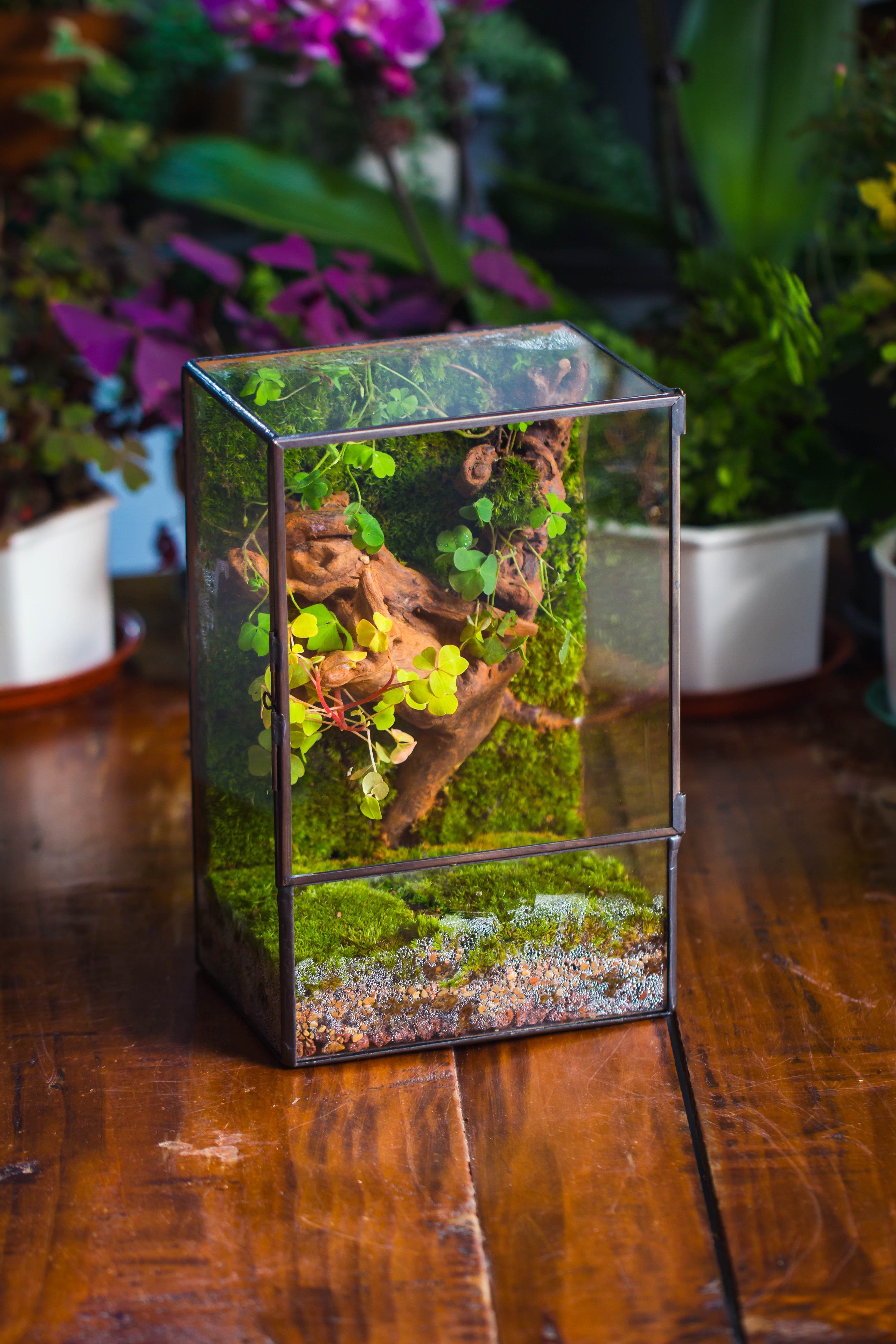 Geometric Glass Terrarium with Door - Moss Wall Planter – NCYPgarden