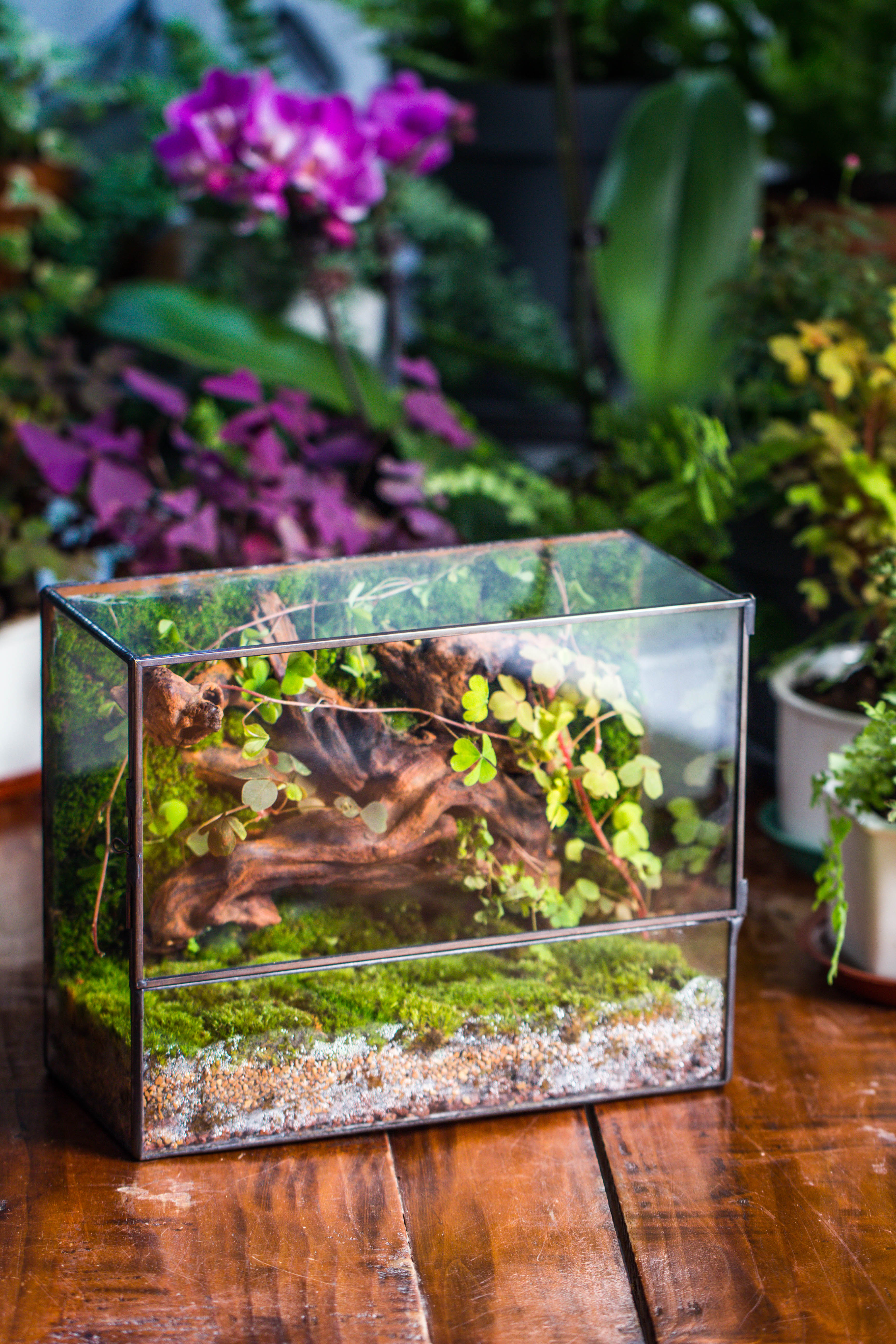 Geometric Glass Terrarium with Door - Moss Wall Planter – NCYPgarden