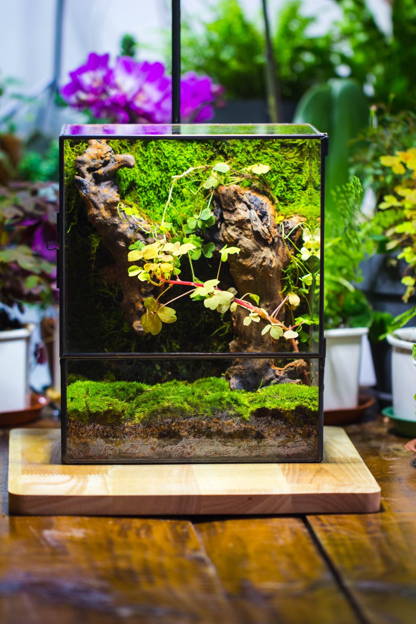 wall terrarium planter NCYP Close Geometric Glass Terrarium with Door, Tin Sealed Rectangle Tall Moss wall Planter for Moss Wall, Fern, Landscape multiple size