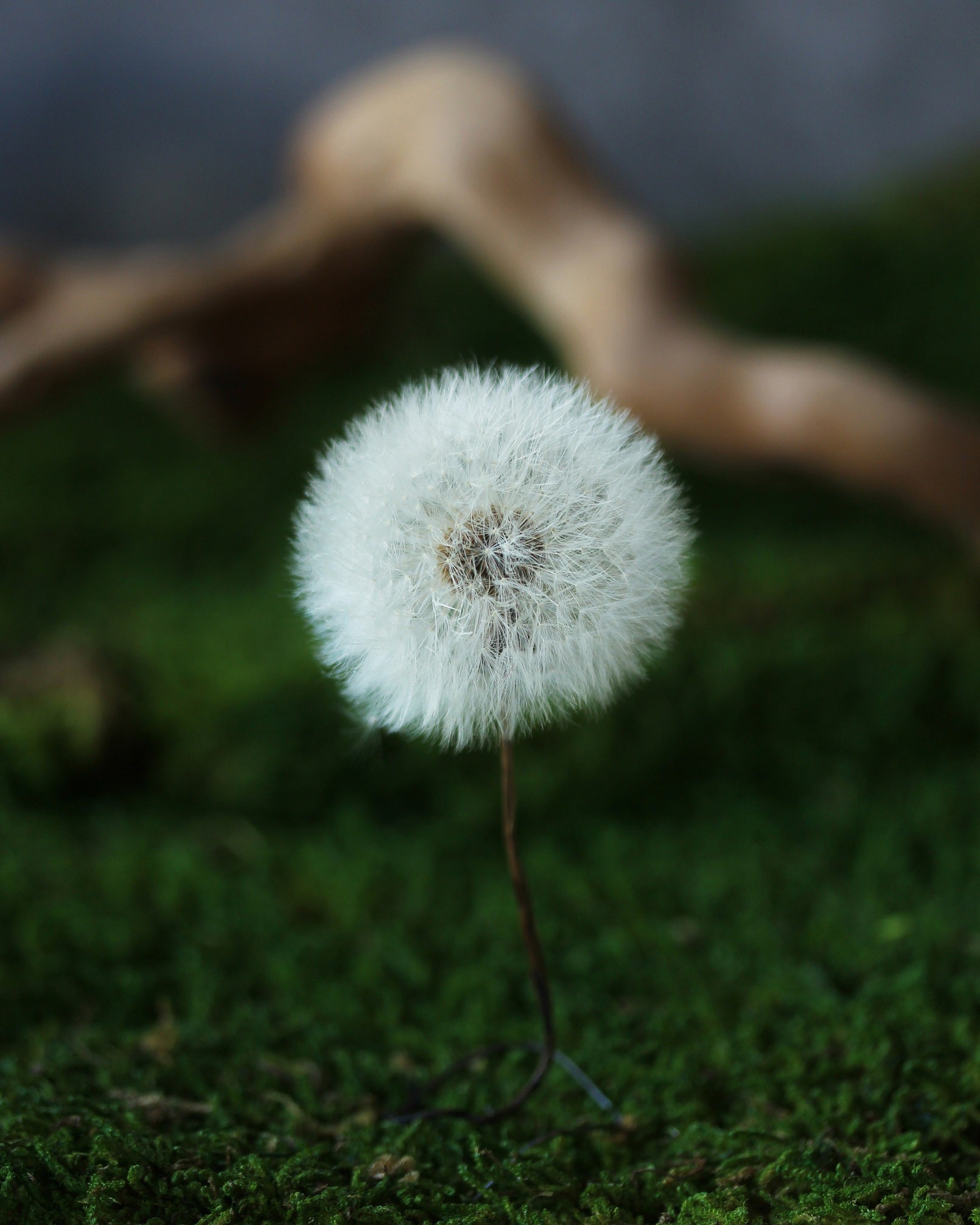 Presered Dandelion Set 3 pcs Dried Flowers, DIY Material for Bouquet, - NCYPgarden