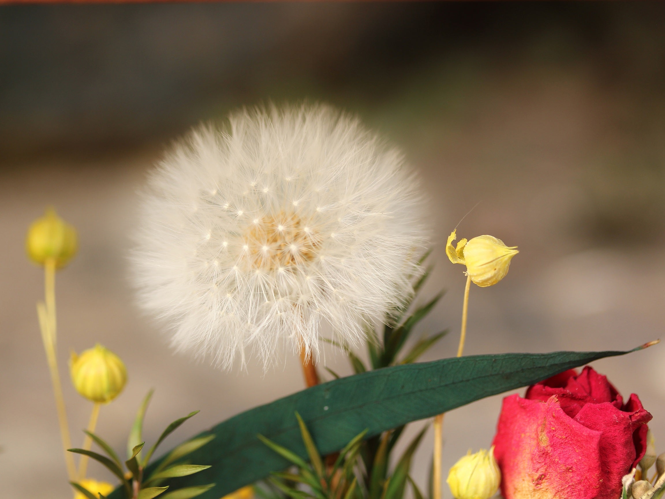 Presered Dandelion Set 3 pcs Dried Flowers, DIY Material for Bouquet, - NCYPgarden