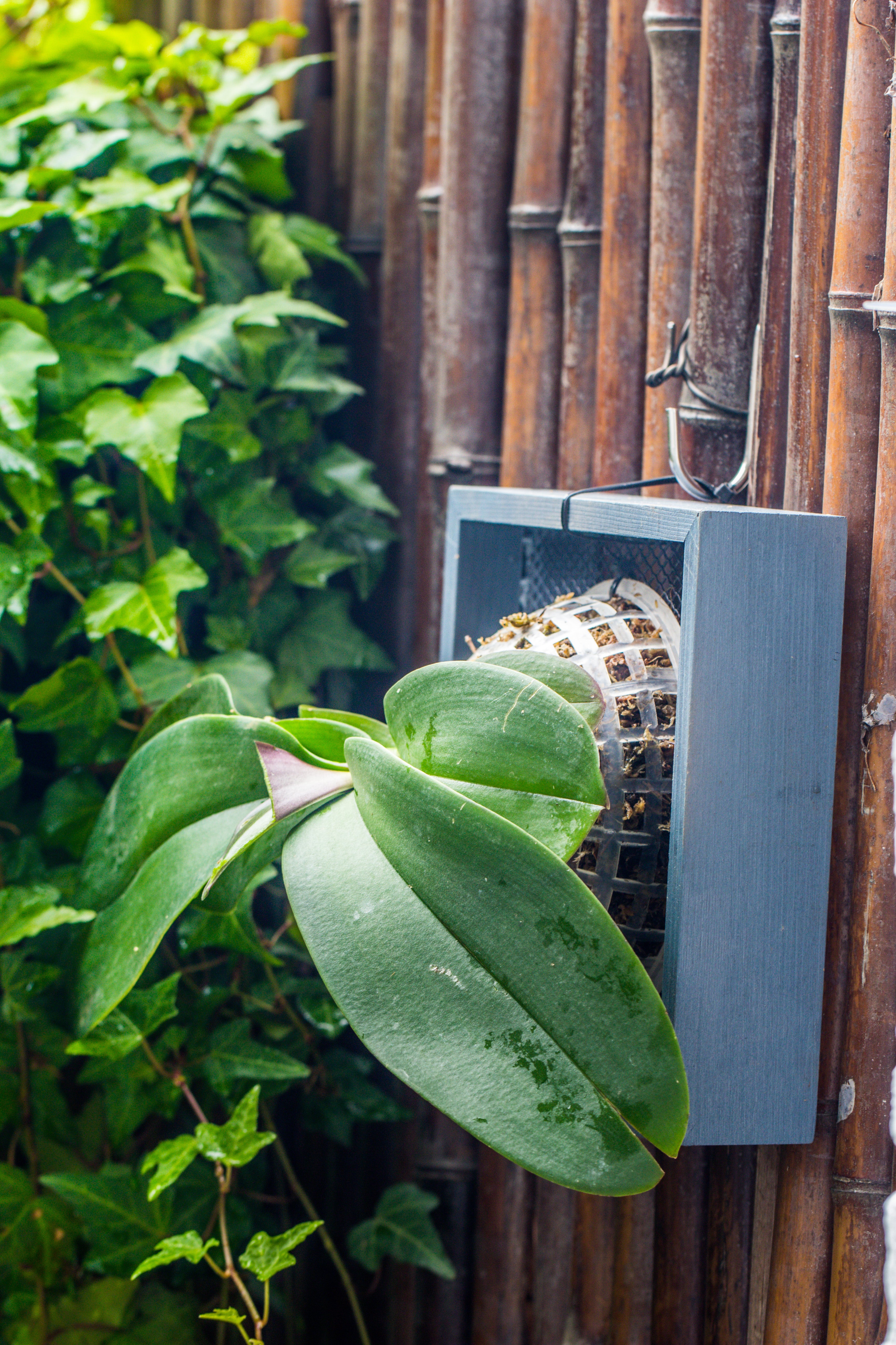 Environment Friendly Detachable Plastic Ball for easy moss ball, hanging planters, wall mounted planting idea, suitable for orchid, Staghorn Fern  10 sets - NCYPgarden