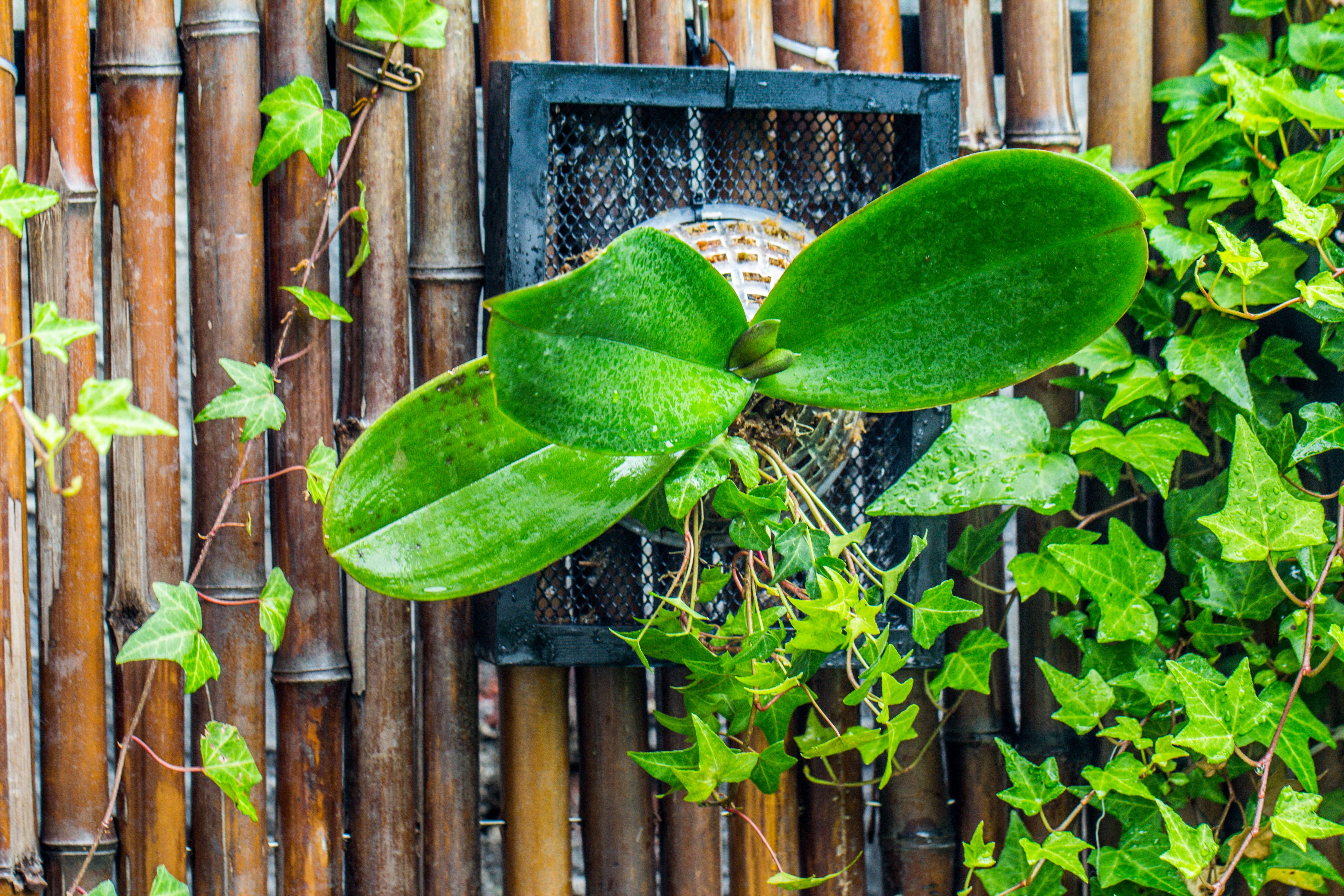 Environment Friendly Detachable Plastic Ball for easy moss ball, hanging planters, wall mounted planting idea, suitable for orchid, Staghorn Fern  10 sets - NCYPgarden