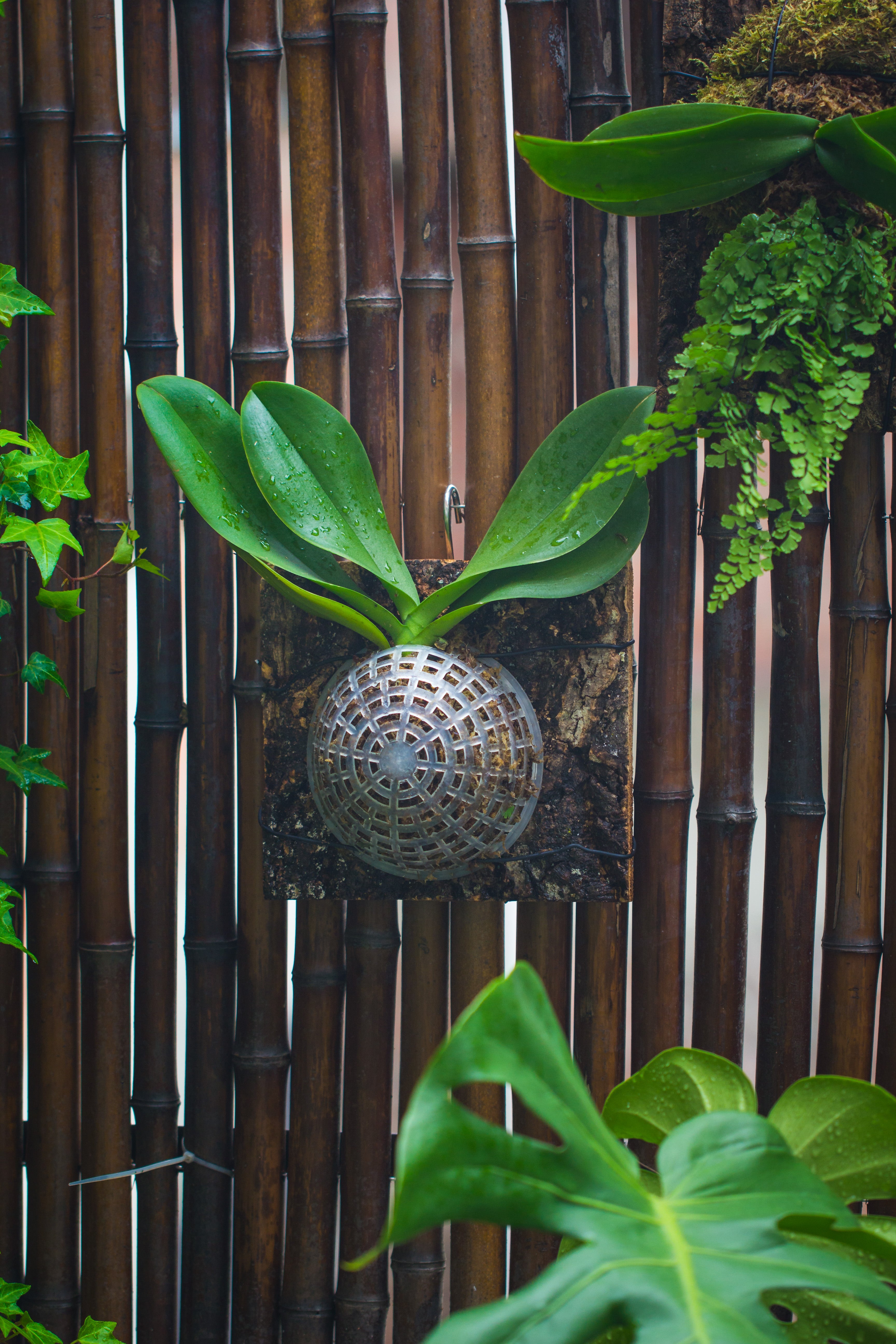 hanging moss ball planter Environment Friendly Detachable Plastic Ball for easy moss ball, hangi – NCYPgarden