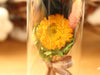 Dried Flowers Terrarium Gift Set Dried Strawflower Bouquet in Glass Tube - NCYPgarden
