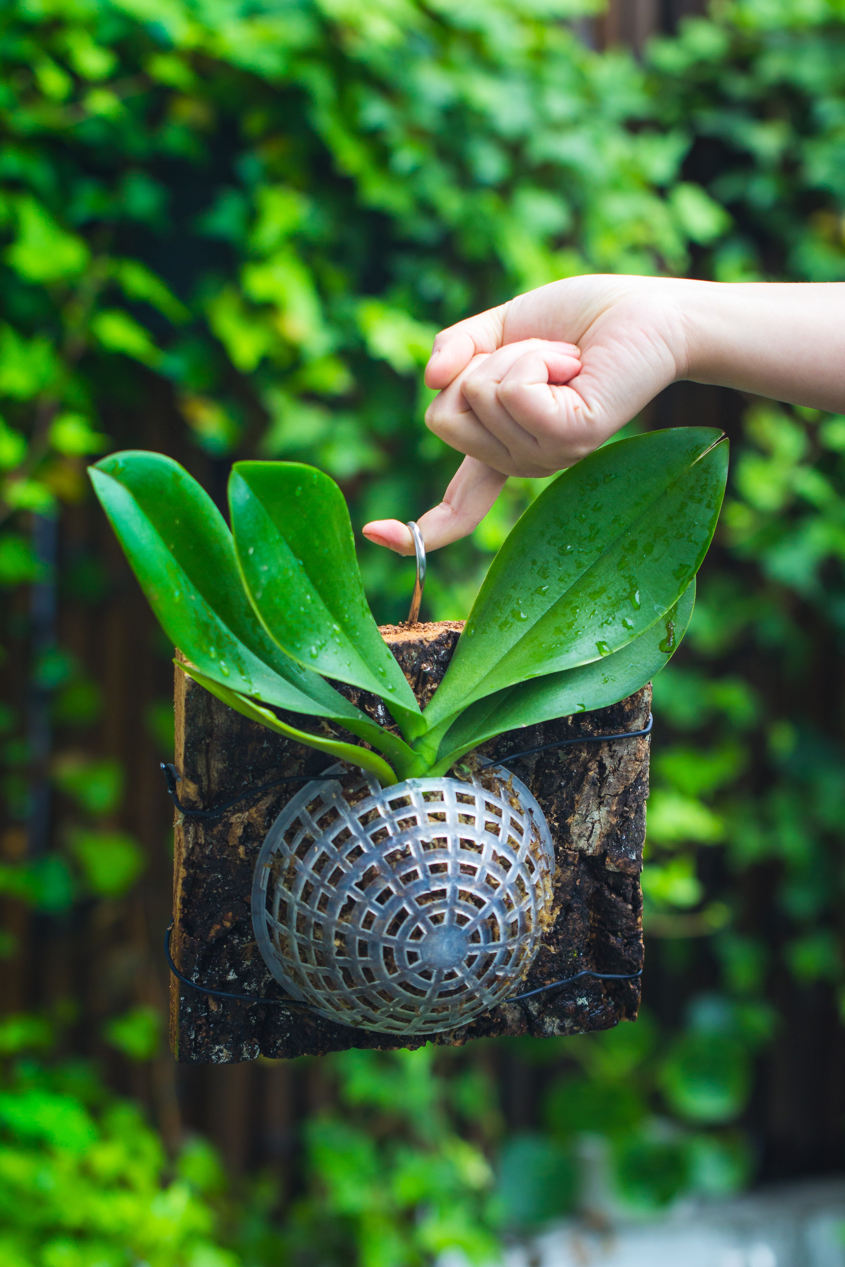 Environment Friendly Detachable Plastic Ball for easy moss ball, hanging planters, wall mounted planting idea, suitable for orchid, Staghorn Fern  10 sets - NCYPgarden