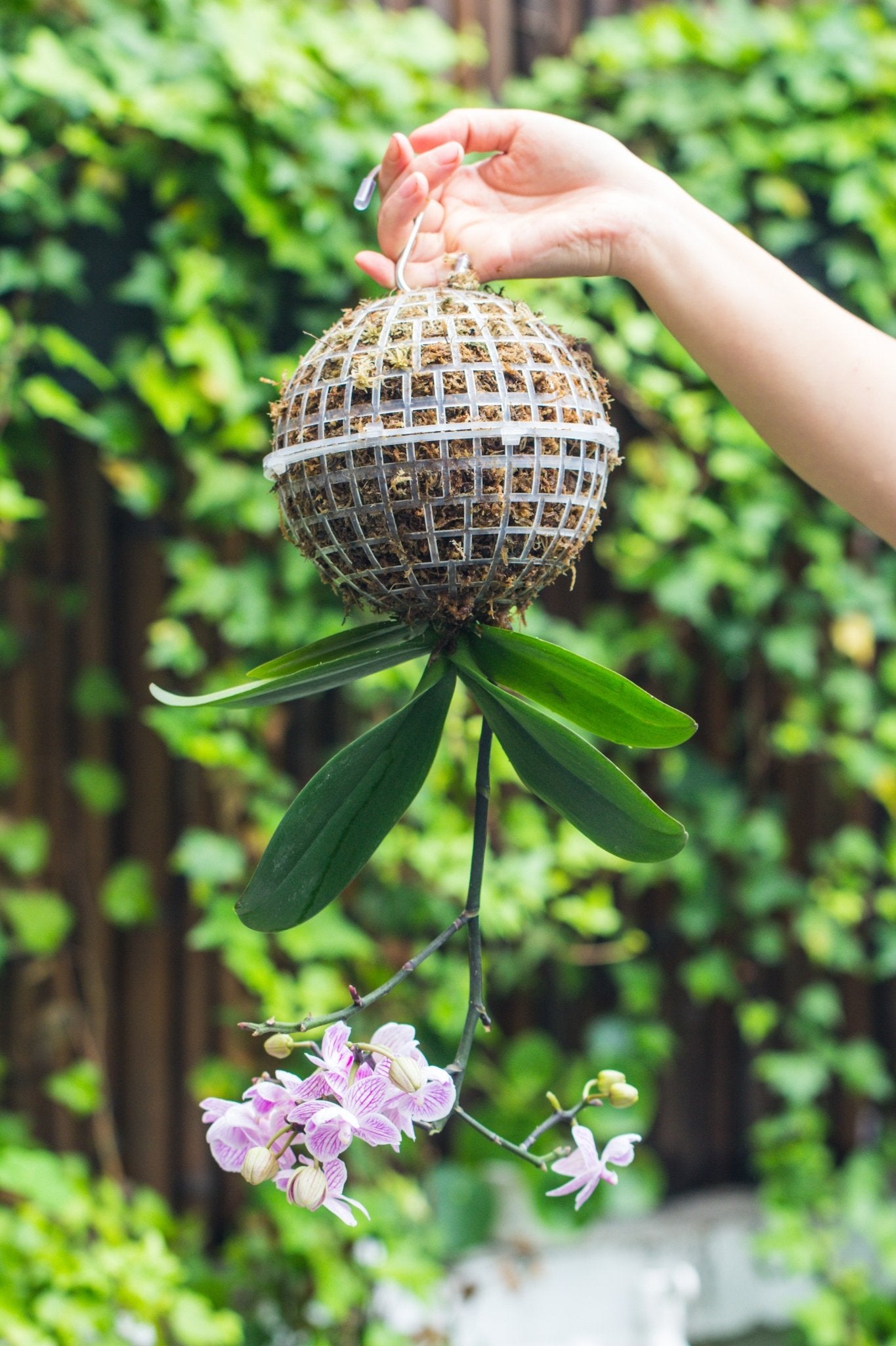 hanging plant sphere Environment Friendly Detachable Plastic Ball for easy moss ball, hanging planters, wall mounted planting idea, suitable for orchid, Staghorn Fern 30
