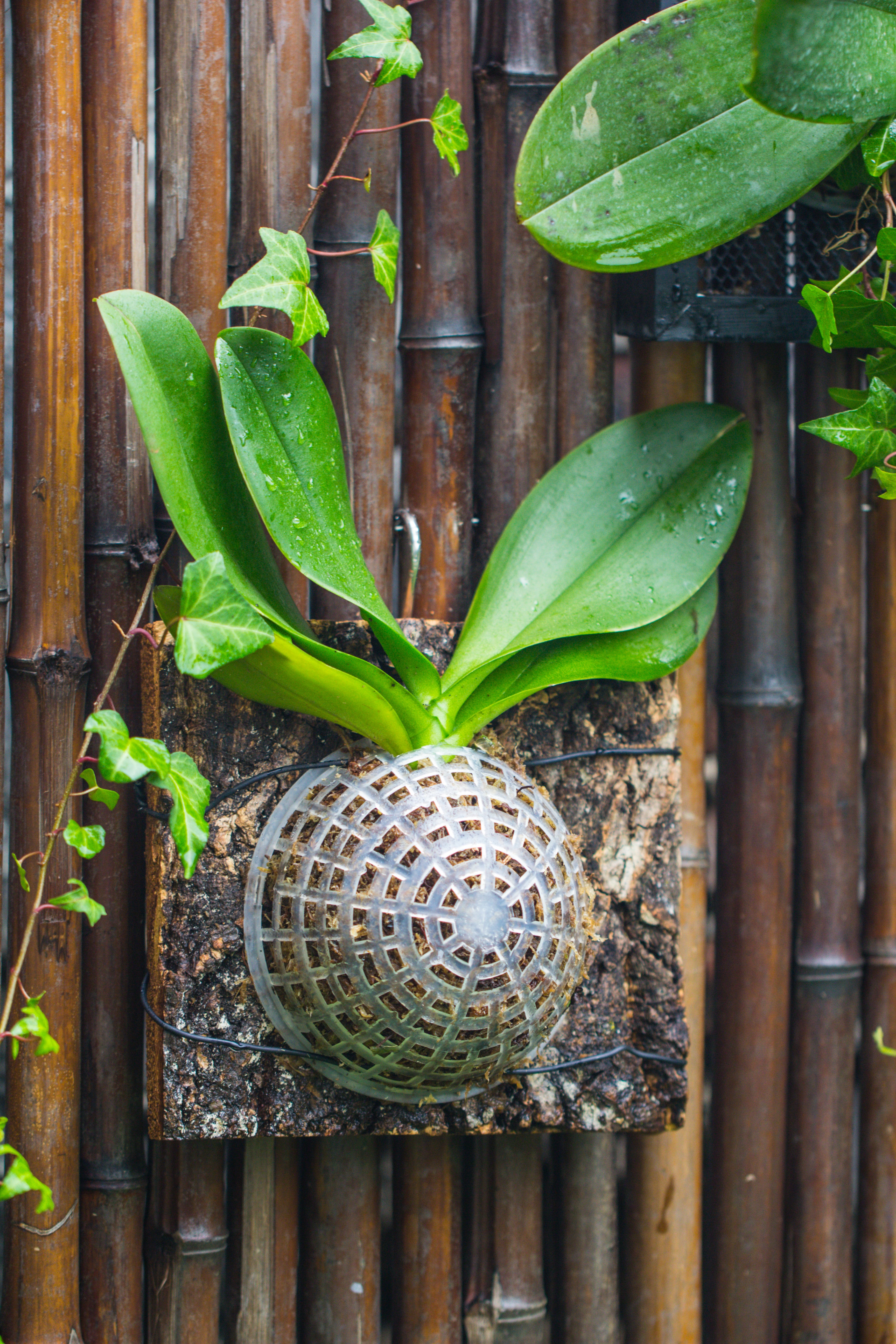 orchid hanging planter Environment Friendly Detachable Plastic Ball for easy moss ball, hangi – NCYPgarden