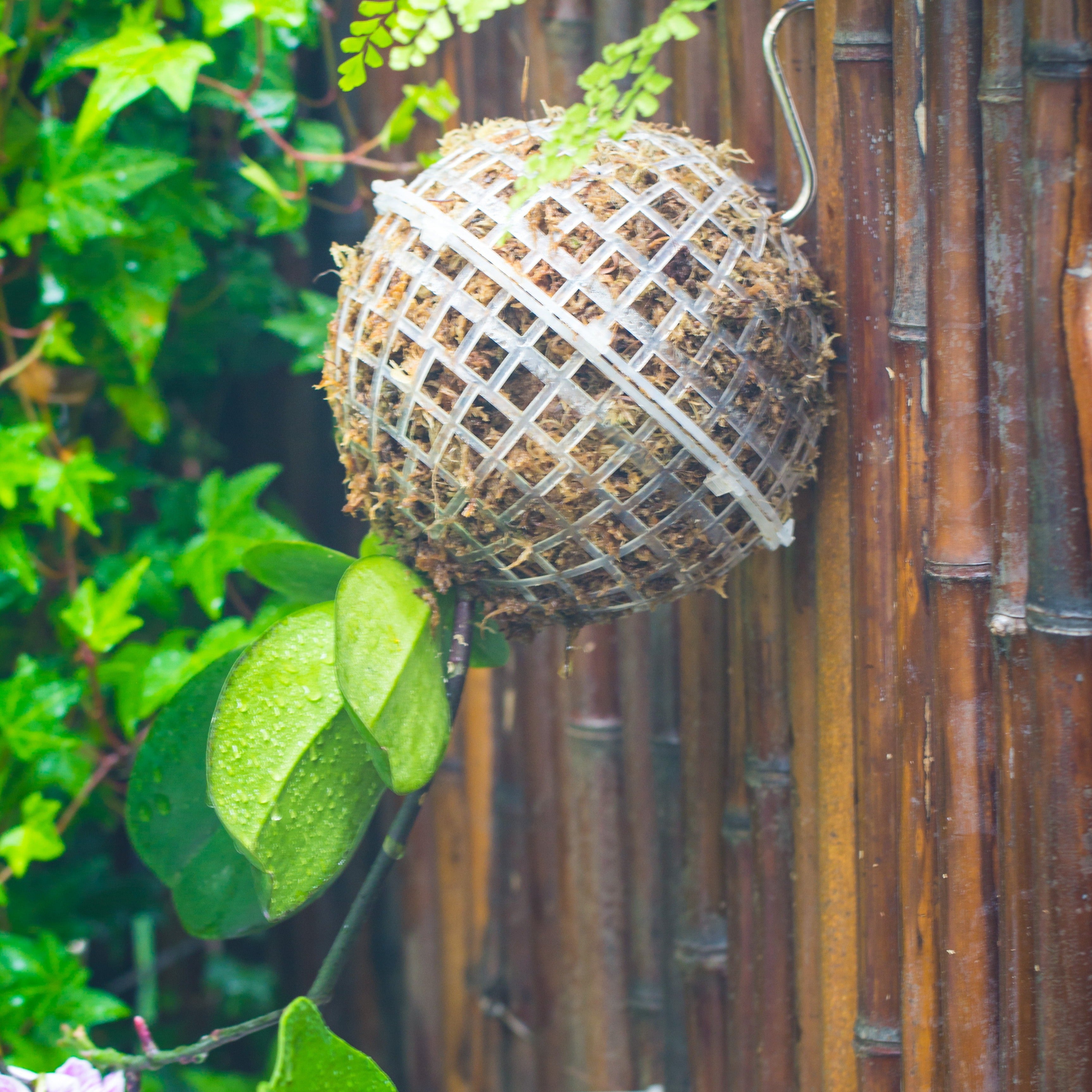 Environment Friendly Detachable Plastic Ball for easy moss ball, hanging planters, wall mounted planting idea, suitable for orchid, Staghorn Fern  10 sets - NCYPgarden