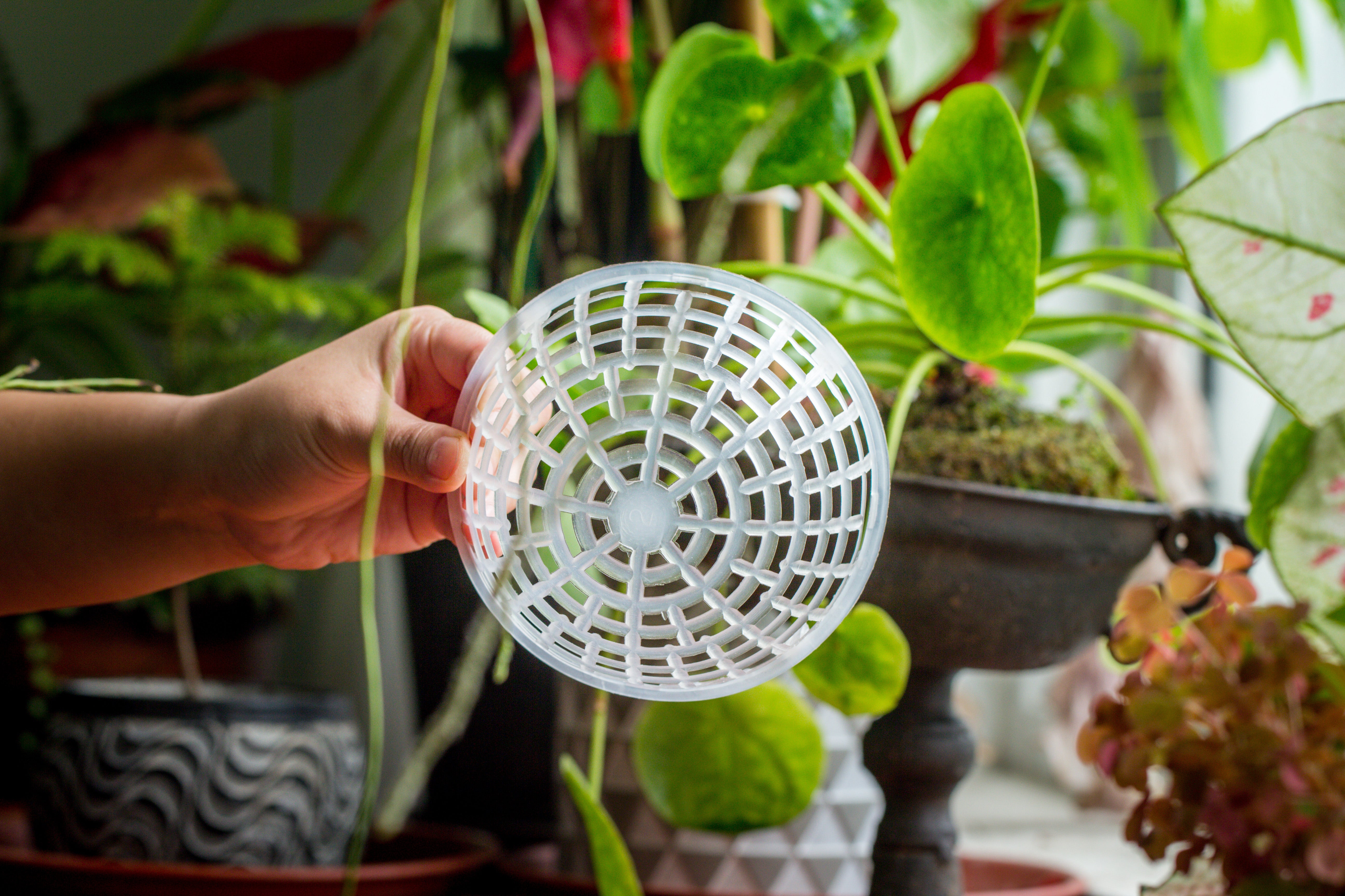 Environment Friendly Detachable Plastic Ball for easy moss ball, hanging planters, wall mounted planting idea, suitable for orchid, Staghorn Fern  10 sets - NCYPgarden