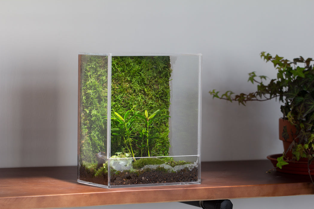 How to Water a Closed Terrarium – Tropical Glass