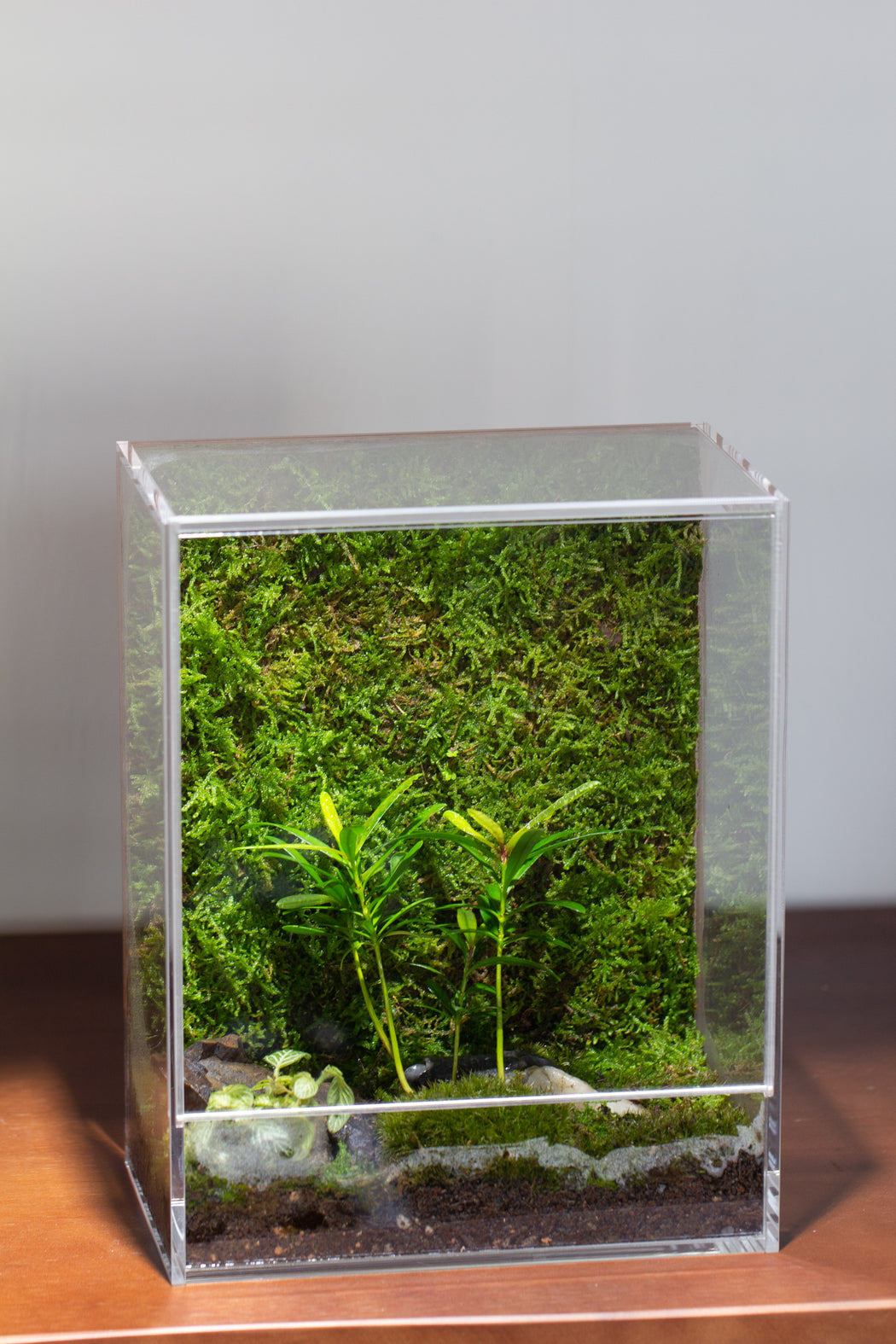 handmade water sealed, enclosed, acrylic terrarium, fish moss fern terrarium Paludarium Vivarium, no watering |
