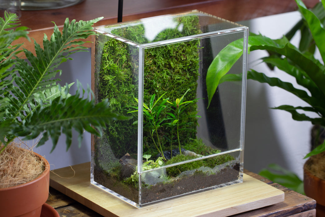 handmade water tight, sealed, enclosed, rectangle acrylic terrarium, fish tank, moss fern terrarium Paludarium Vivarium, no watering - NCYPgarden