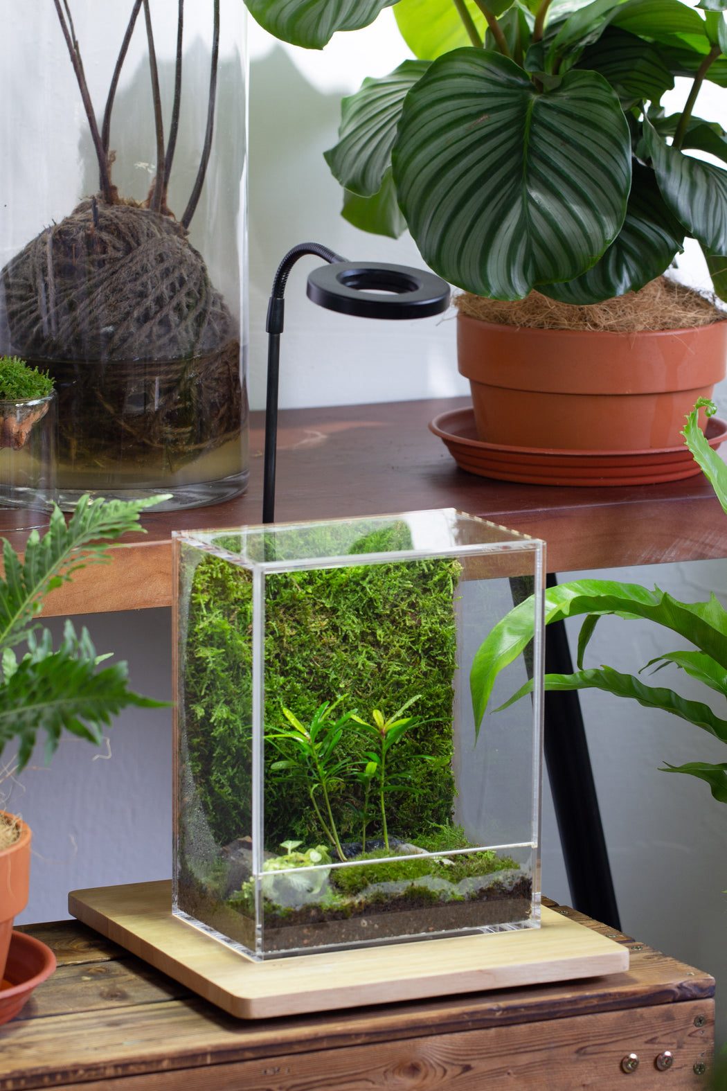 handmade tight, sealed, enclosed, rectangle acrylic terrarium, fish tank, terrarium Paludarium no watering | NCYPgarden