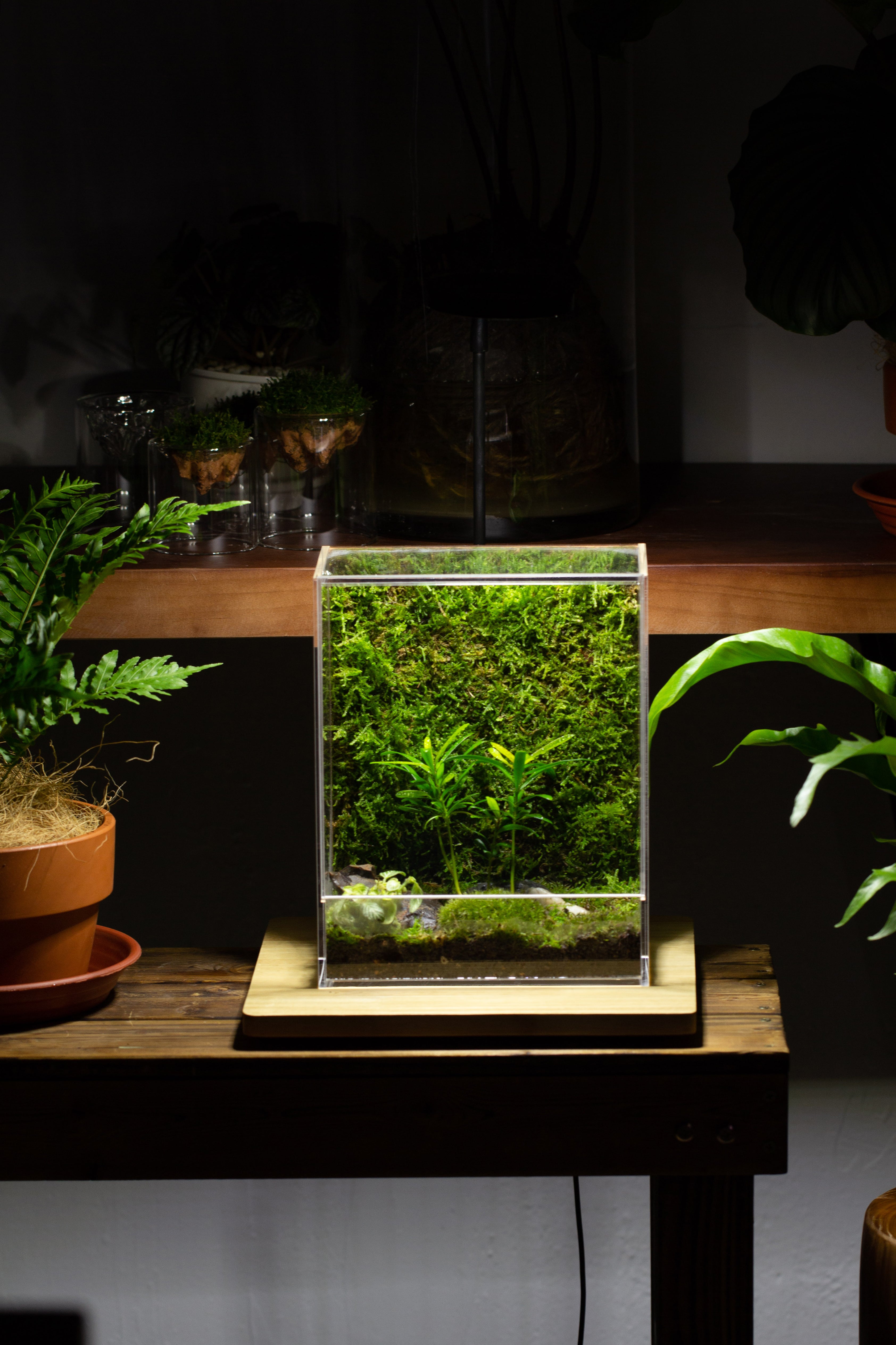 fish tank terrarium plants Handmade Water-Tight Sealed Enclosed Rectangle Acrylic Terrarium – NCYPgarden