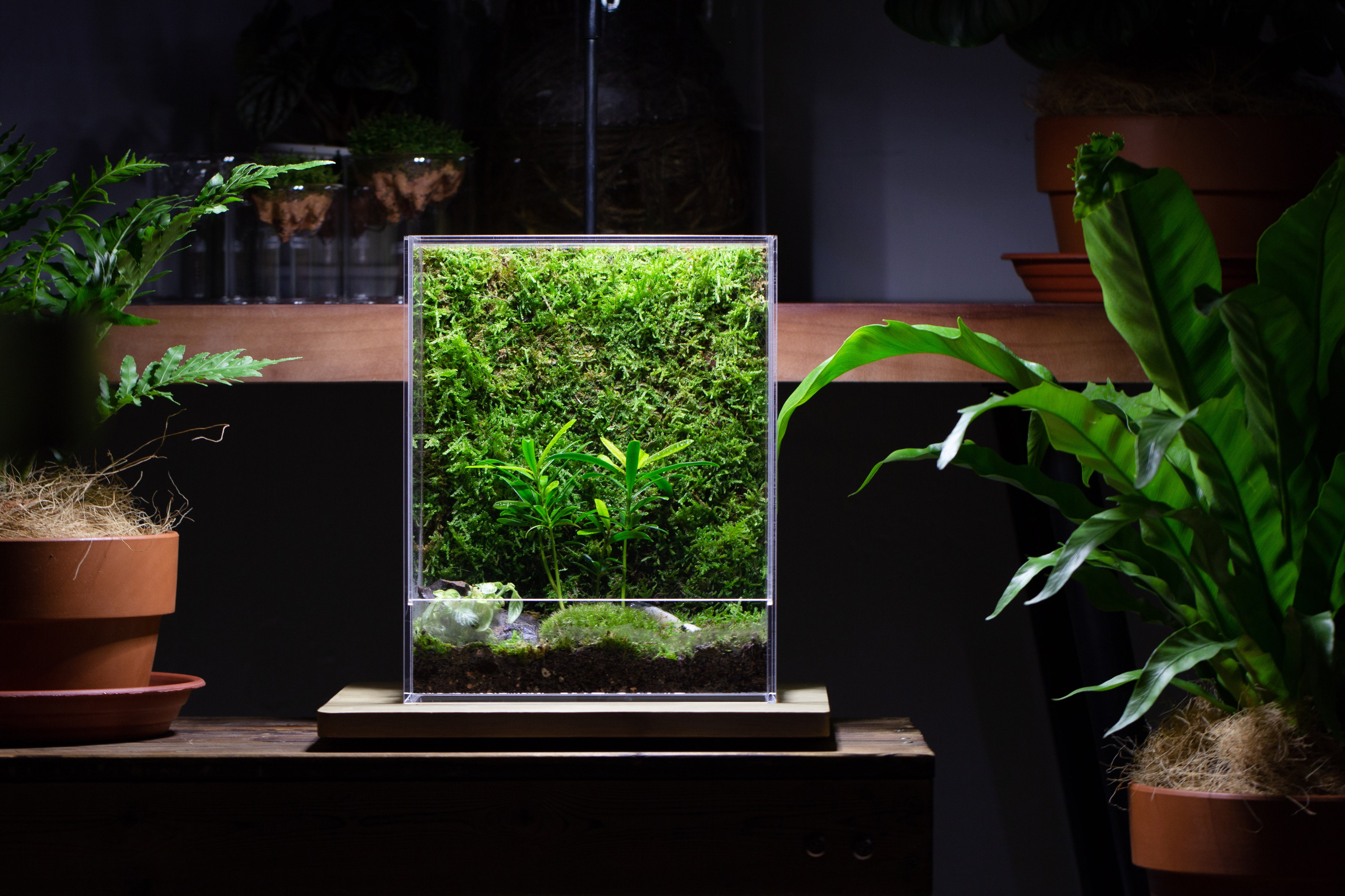 plant terrarium with fish Handmade Water-Tight Sealed Enclosed Rectangle Acrylic Terrarium – NCYPgarden