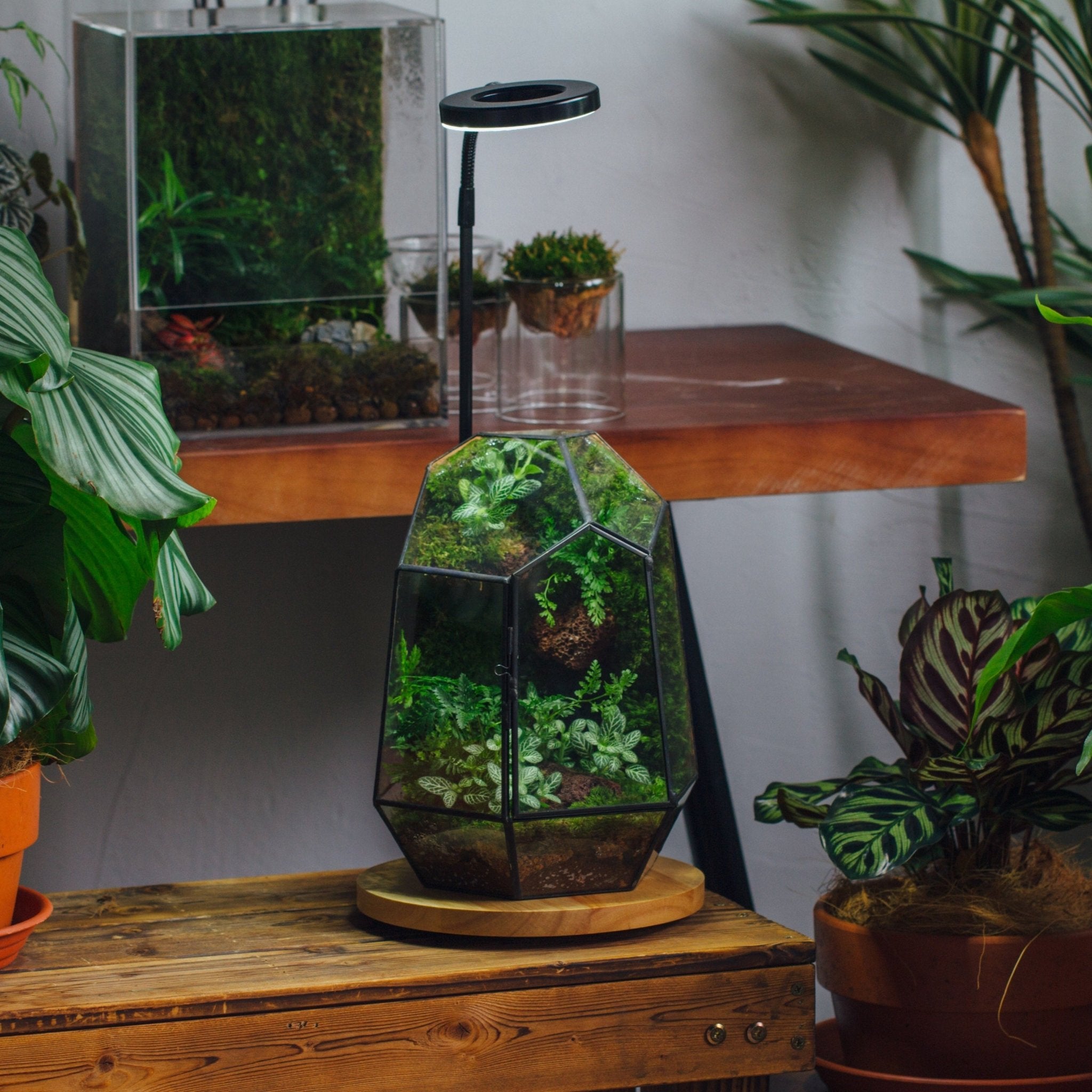 NCYP Mini glazen geometrisch plantenterrarium met deksel - 10,8 x 10,8 x 12,5 cm - zwarte dichte plantenbak voor kleine vetplanten, luchtplanten - handgemaakt, huis, tuin, kantoor, tafelbladdecoratie NCYP Mini glazen geometrisch plantenterrarium met deksel - 10,8 x 10,8 x 12,5 cm - zwarte dichte plantenbak voor kleine vetplanten, luchtplanten - handgemaakt, huis, tuin, kantoor, tafelbladdecoratie