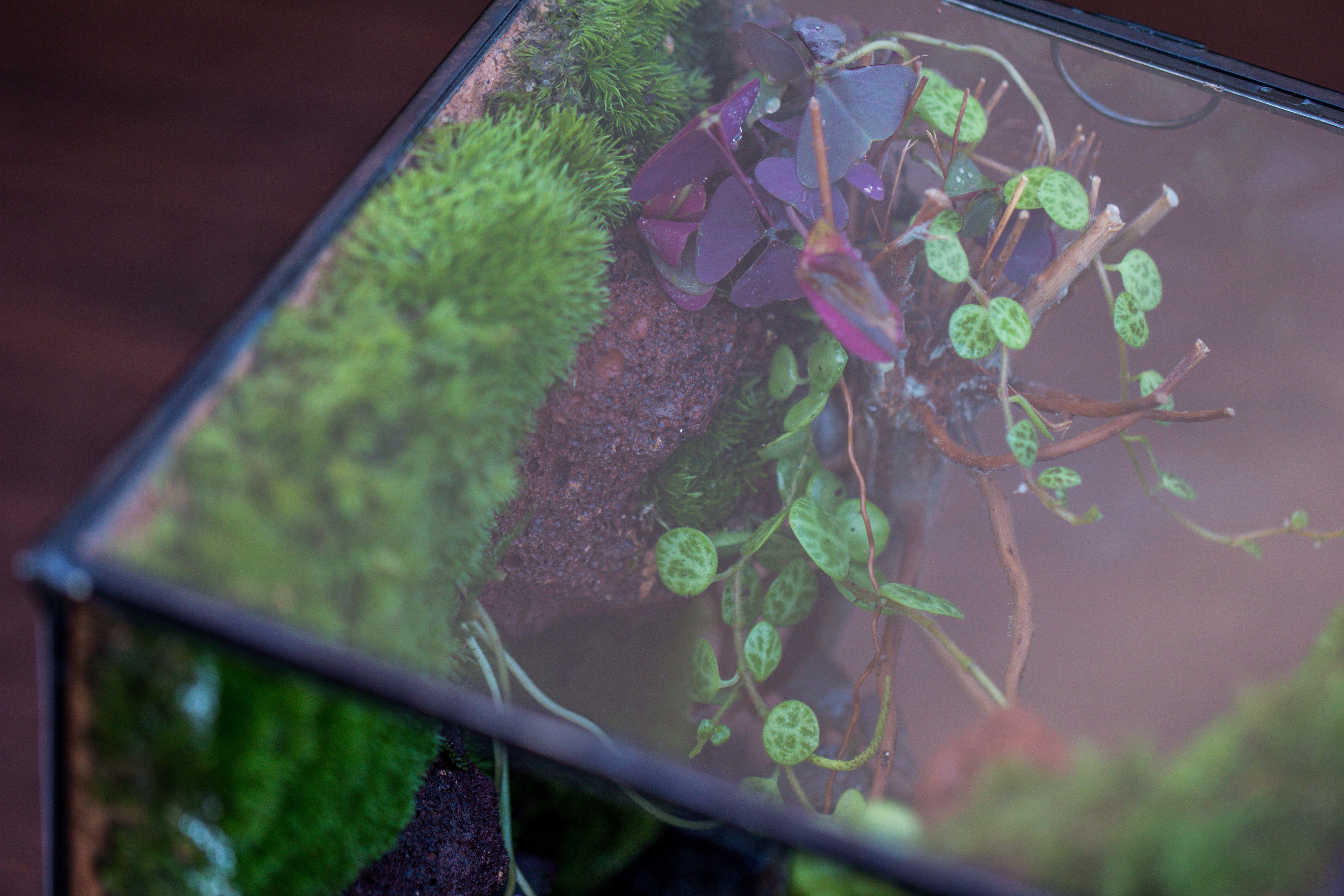 5-8cm Red Horticultural Lava Rock Volcanic Rock for Terrarium, Bonsai Landscape, 500g - NCYPgarden