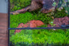 5-8cm Red Horticultural Lava Rock Volcanic Rock for Terrarium, Bonsai Landscape, 500g - NCYPgarden