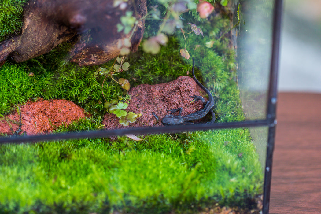 Preparing and placing terrarium rocks