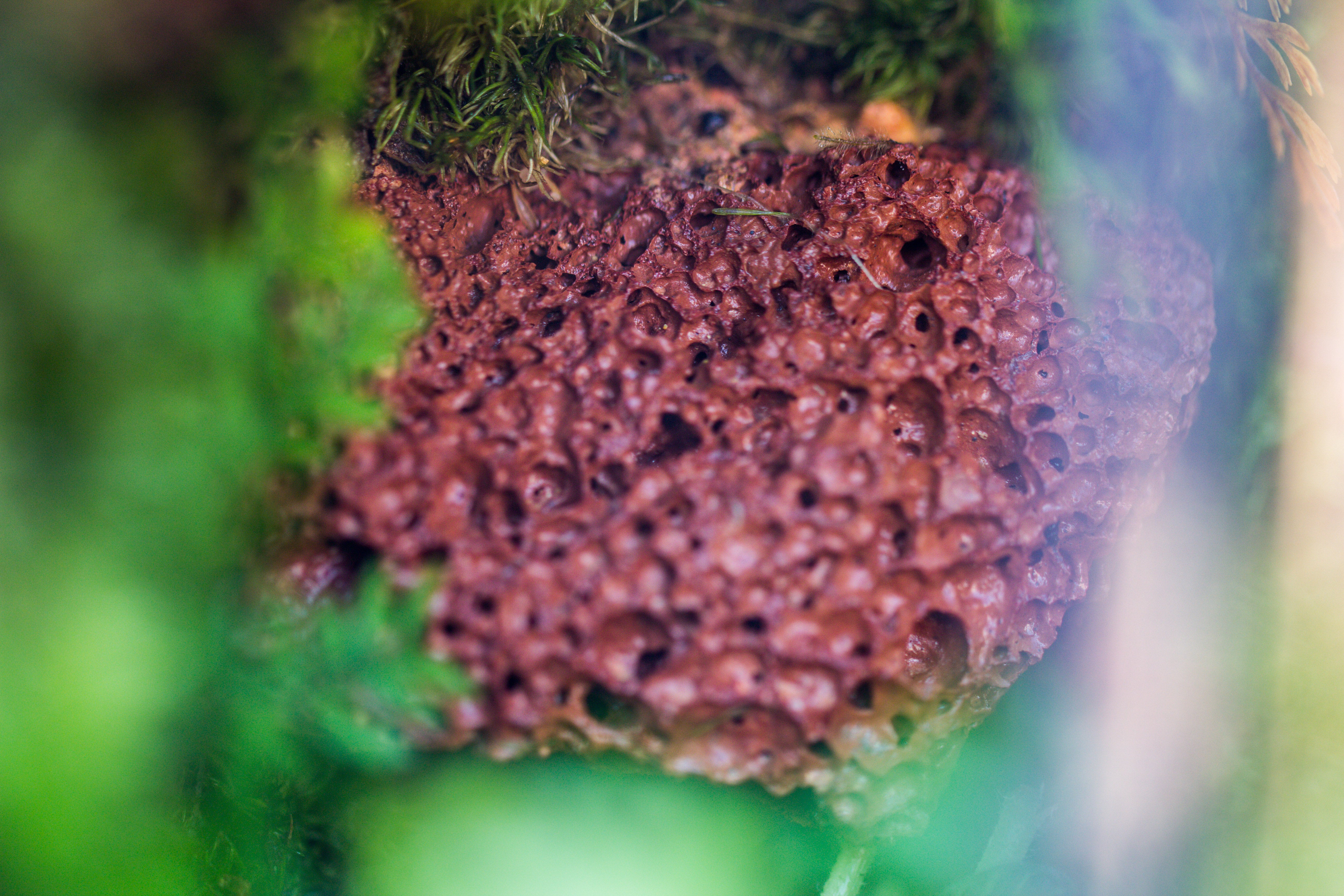 5-8cm Red Horticultural Lava Rock Volcanic Rock for Terrarium, Bonsai Landscape, 500g - NCYPgarden