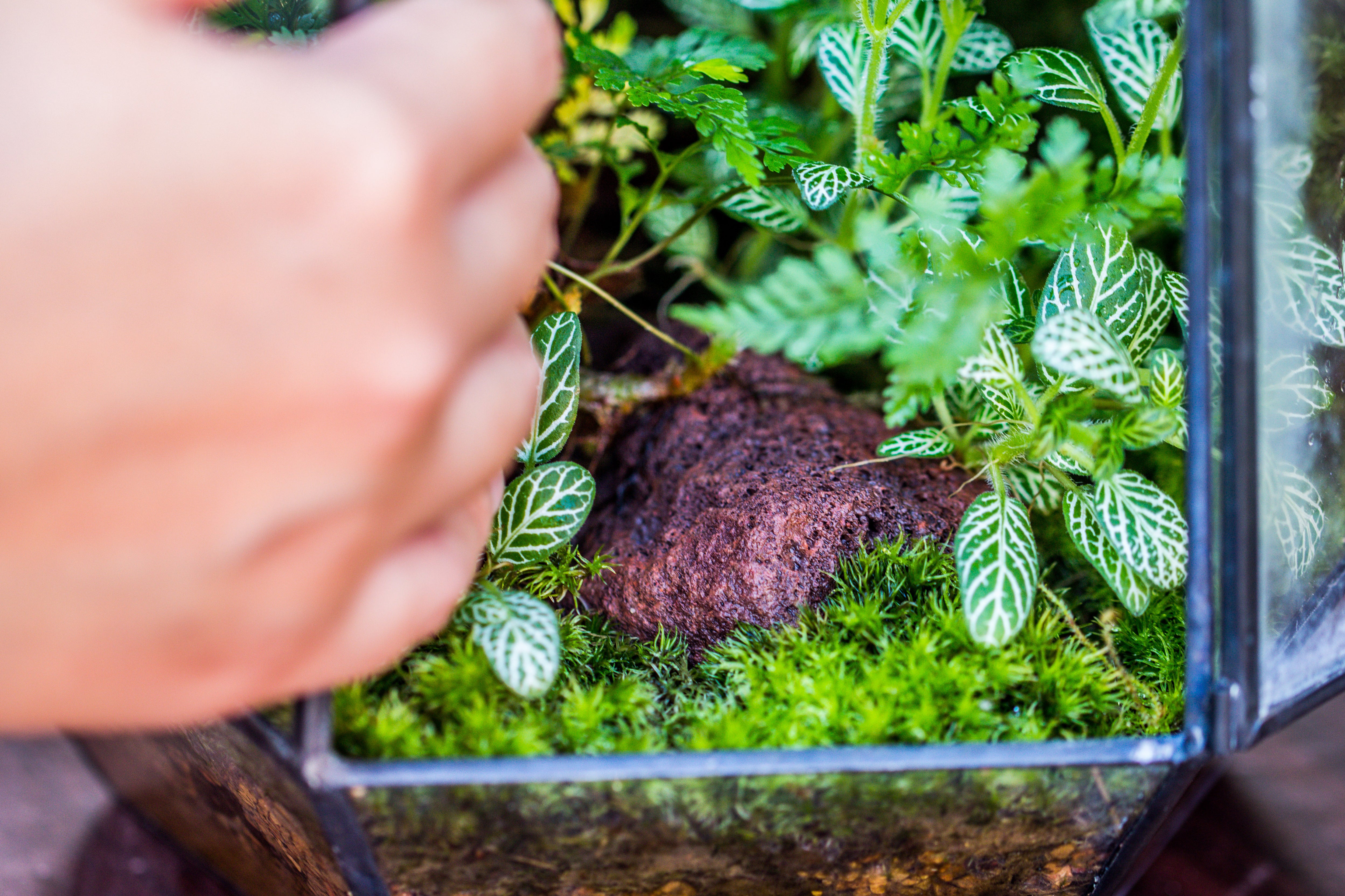 5-8cm Red Horticultural Lava Rock Volcanic Rock for Terrarium, Bonsai Landscape, 500g - NCYPgarden