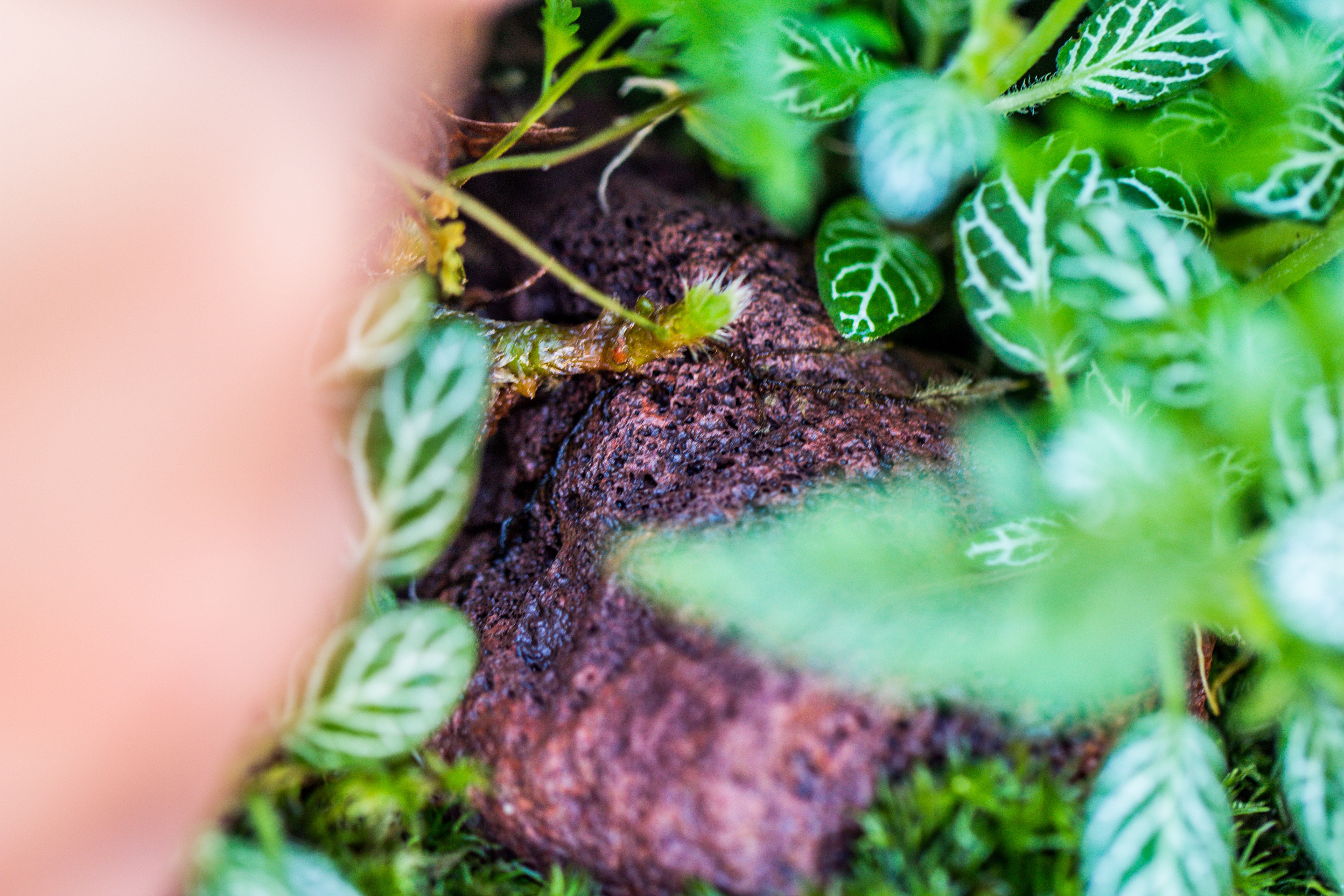 5-8cm Red Horticultural Lava Rock Volcanic Rock for Terrarium, Bonsai Landscape, 500g - NCYPgarden