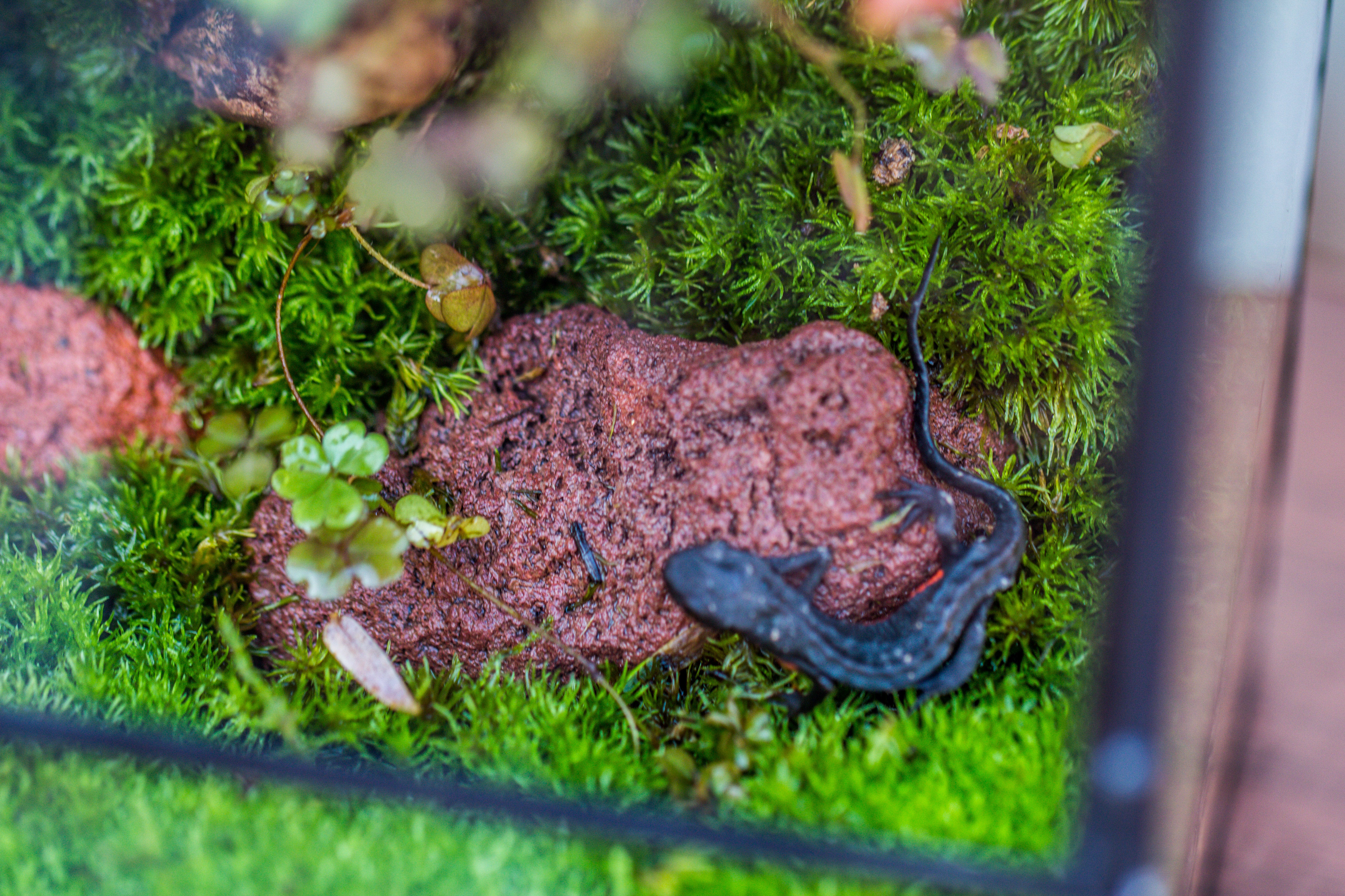 5-8cm Red Horticultural Lava Rock Volcanic Rock for Terrarium, Bonsai Landscape, 500g - NCYPgarden